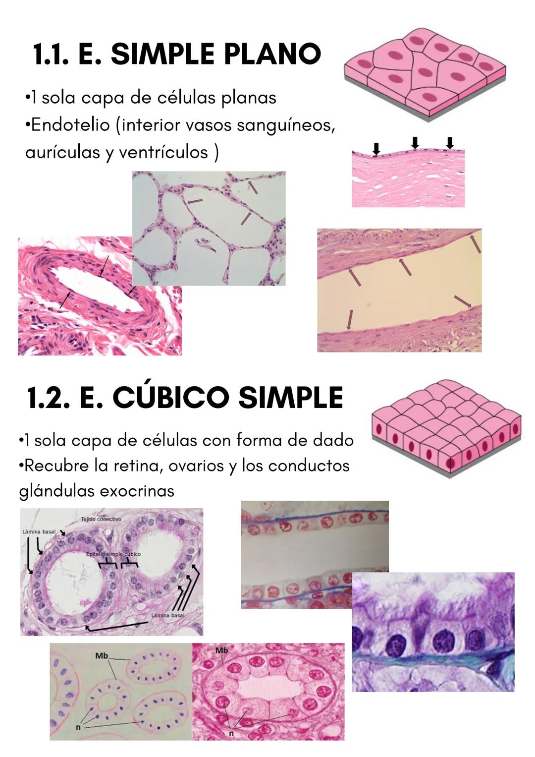 TEMA 1
HISTOLOGÍA
TIPOS DE TEJIDOS
PRESENTADO POR
LUCÍA PÉREZ FRAILE # 1.TEJIDO EPITELIAL
•Sus células están unidas por estructuras como