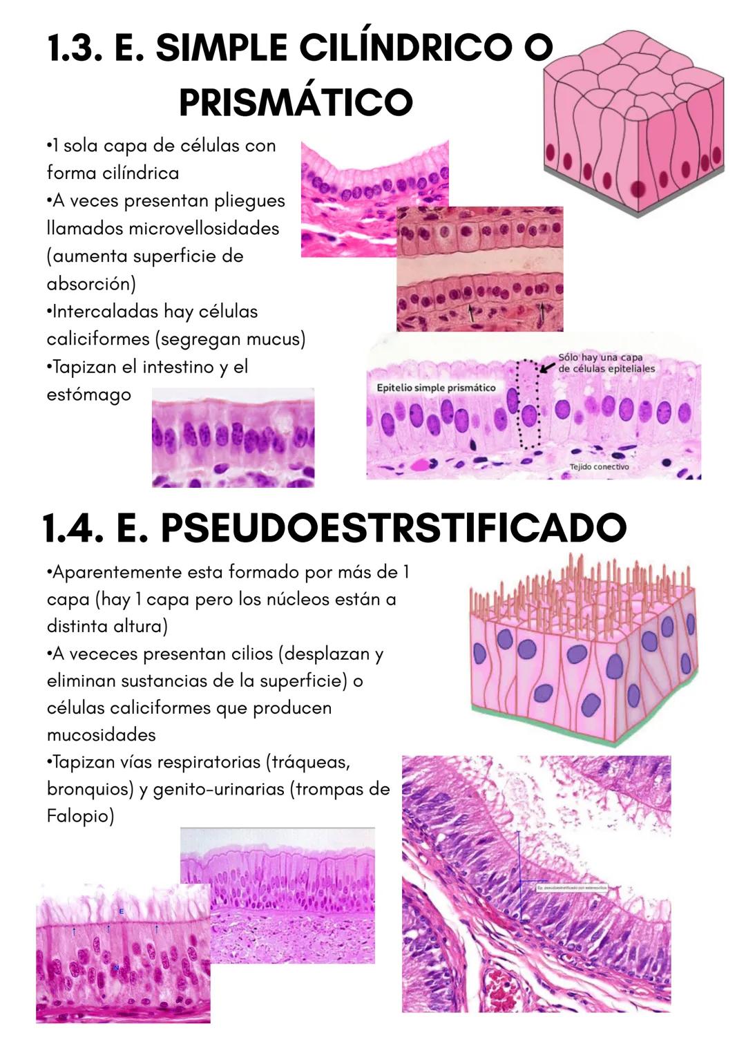 TEMA 1
HISTOLOGÍA
TIPOS DE TEJIDOS
PRESENTADO POR
LUCÍA PÉREZ FRAILE # 1.TEJIDO EPITELIAL
•Sus células están unidas por estructuras como
