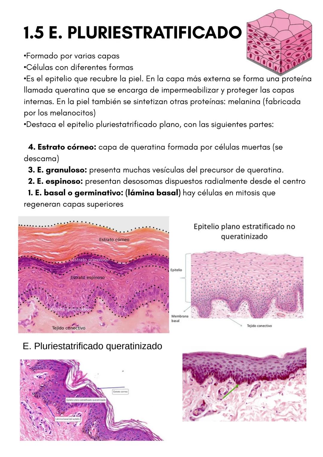 TEMA 1
HISTOLOGÍA
TIPOS DE TEJIDOS
PRESENTADO POR
LUCÍA PÉREZ FRAILE # 1.TEJIDO EPITELIAL
•Sus células están unidas por estructuras como