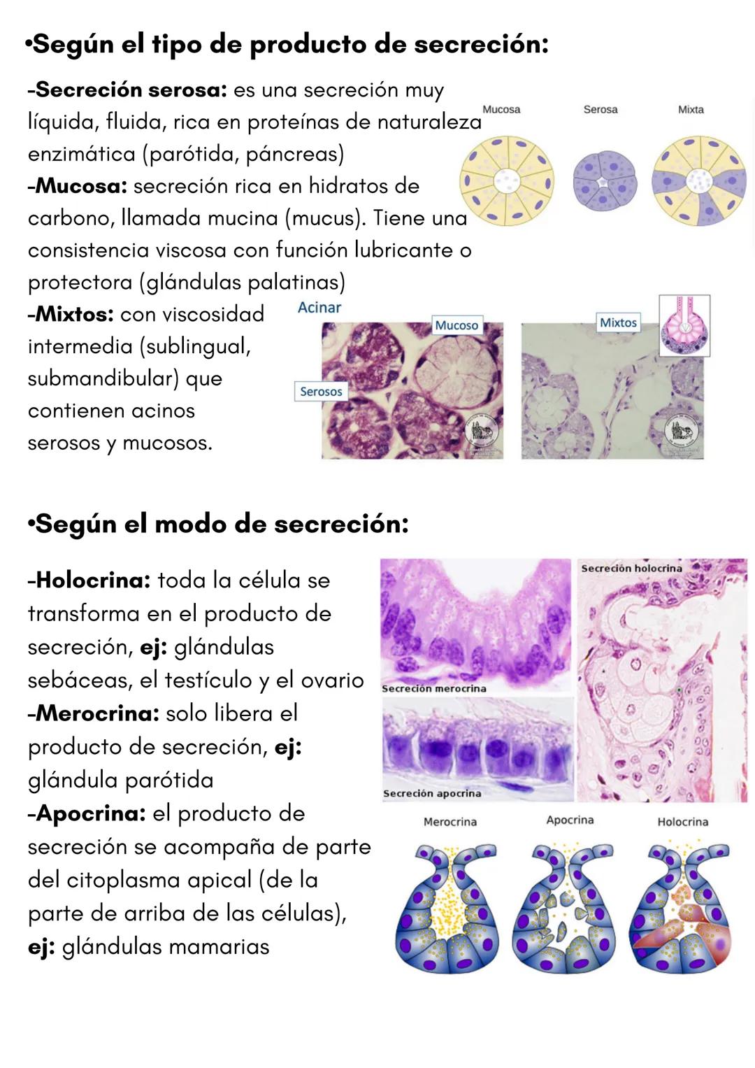 TEMA 1
HISTOLOGÍA
TIPOS DE TEJIDOS
PRESENTADO POR
LUCÍA PÉREZ FRAILE # 1.TEJIDO EPITELIAL
•Sus células están unidas por estructuras como
