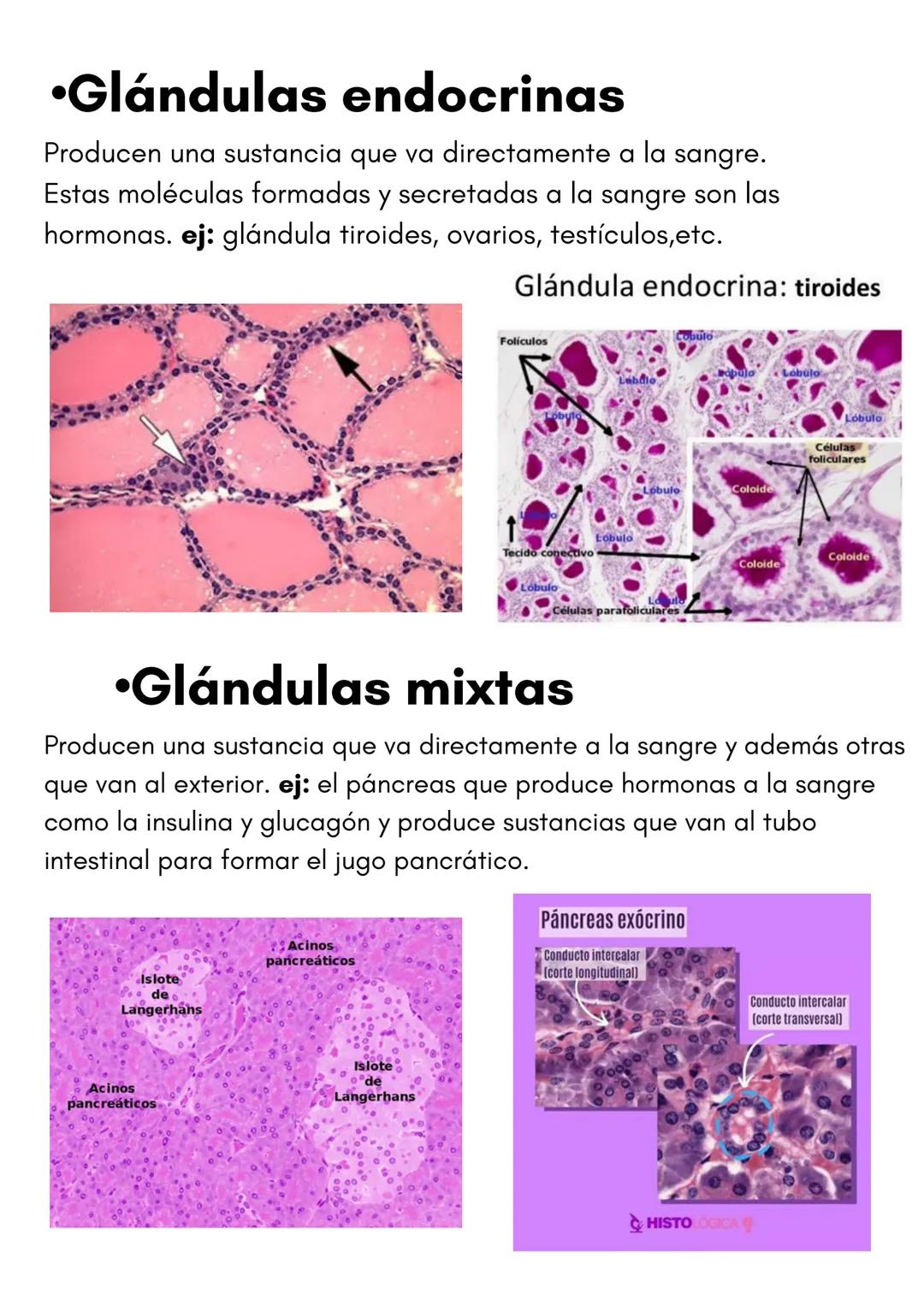 TEMA 1
HISTOLOGÍA
TIPOS DE TEJIDOS
PRESENTADO POR
LUCÍA PÉREZ FRAILE # 1.TEJIDO EPITELIAL
•Sus células están unidas por estructuras como