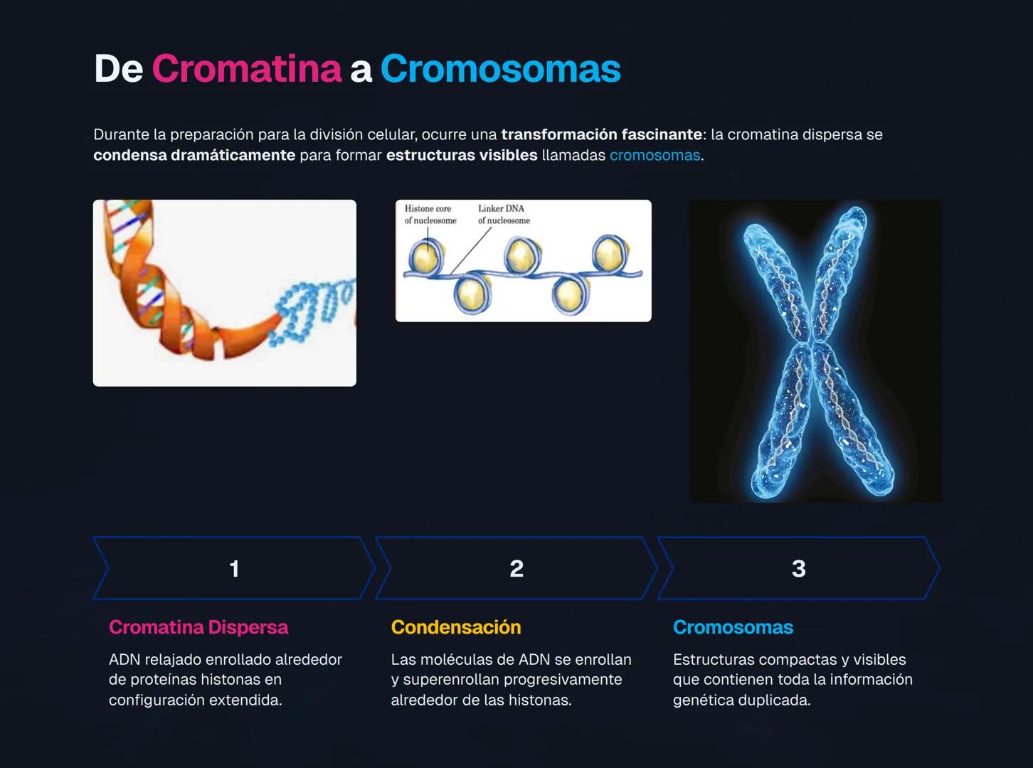 # El Núcleo Celular: Centro de Control de la Vida
El núcleo es el orgánulo más importante de la célula eucariota, actuando como el "centro