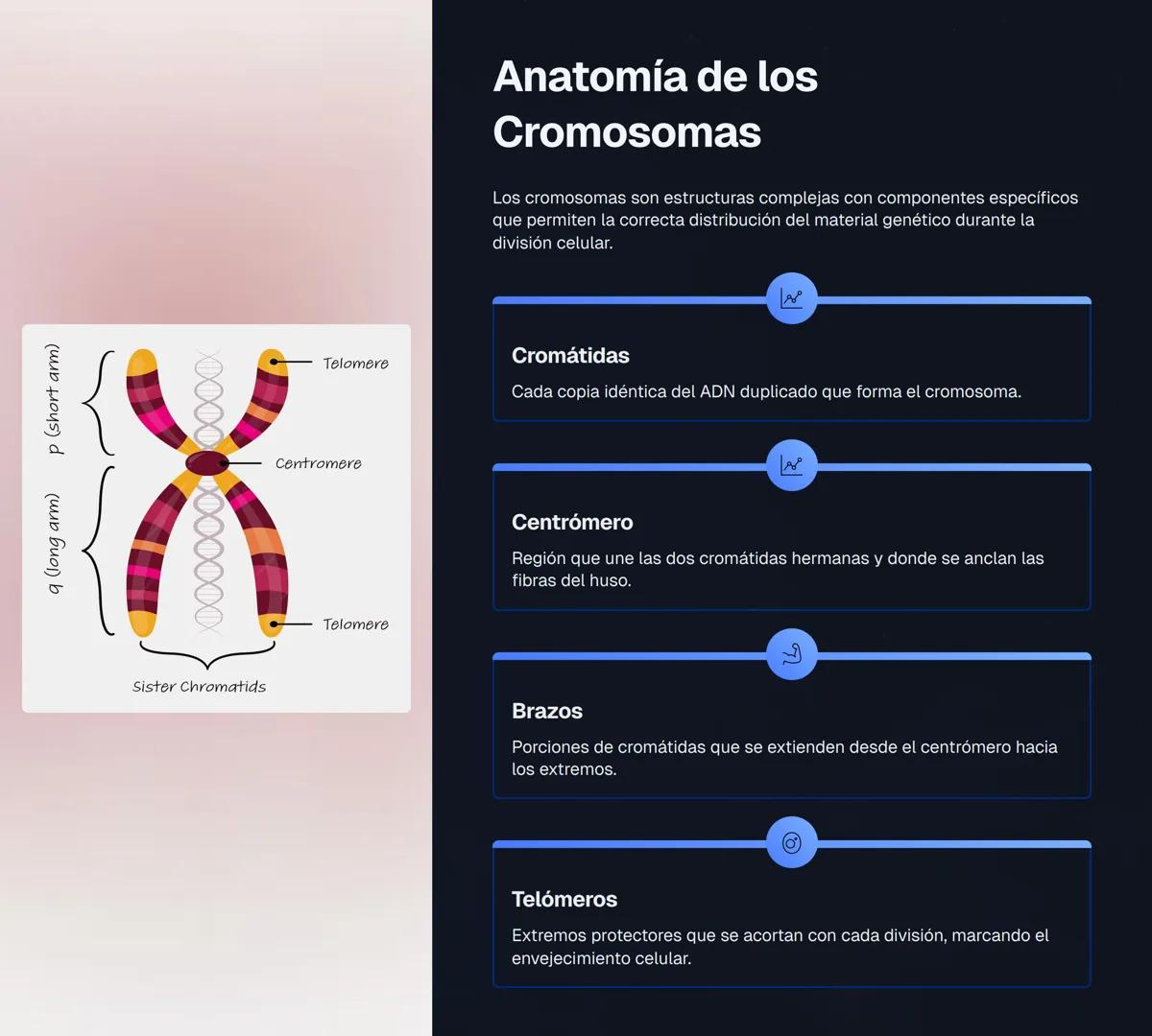 # El Núcleo Celular: Centro de Control de la Vida
El núcleo es el orgánulo más importante de la célula eucariota, actuando como el "centro