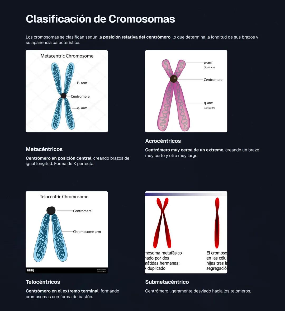 # El Núcleo Celular: Centro de Control de la Vida
El núcleo es el orgánulo más importante de la célula eucariota, actuando como el "centro