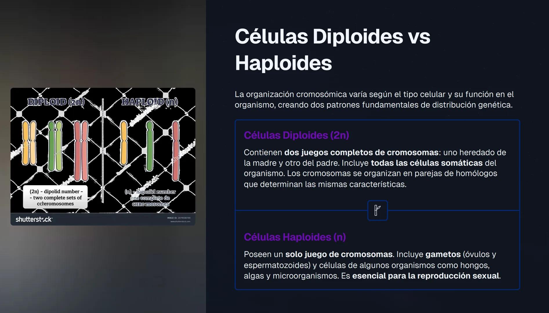 # El Núcleo Celular: Centro de Control de la Vida
El núcleo es el orgánulo más importante de la célula eucariota, actuando como el "centro