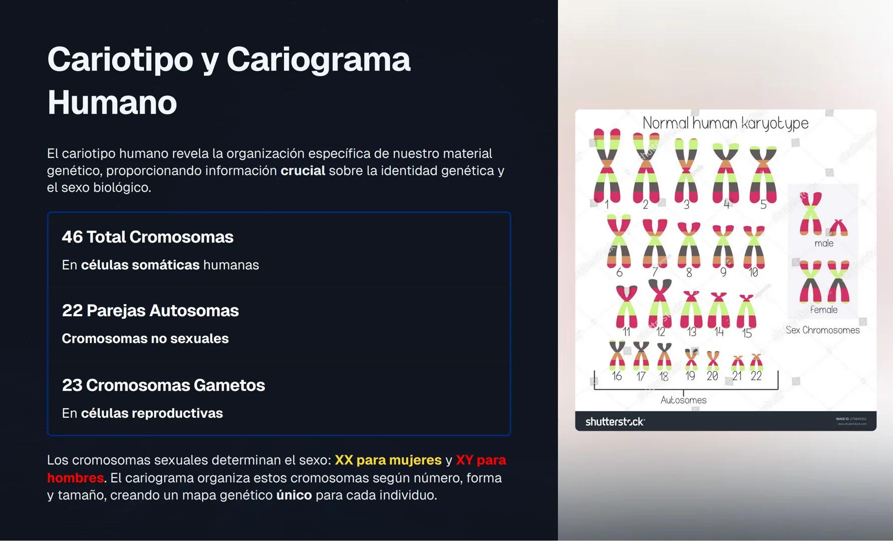 # El Núcleo Celular: Centro de Control de la Vida
El núcleo es el orgánulo más importante de la célula eucariota, actuando como el "centro