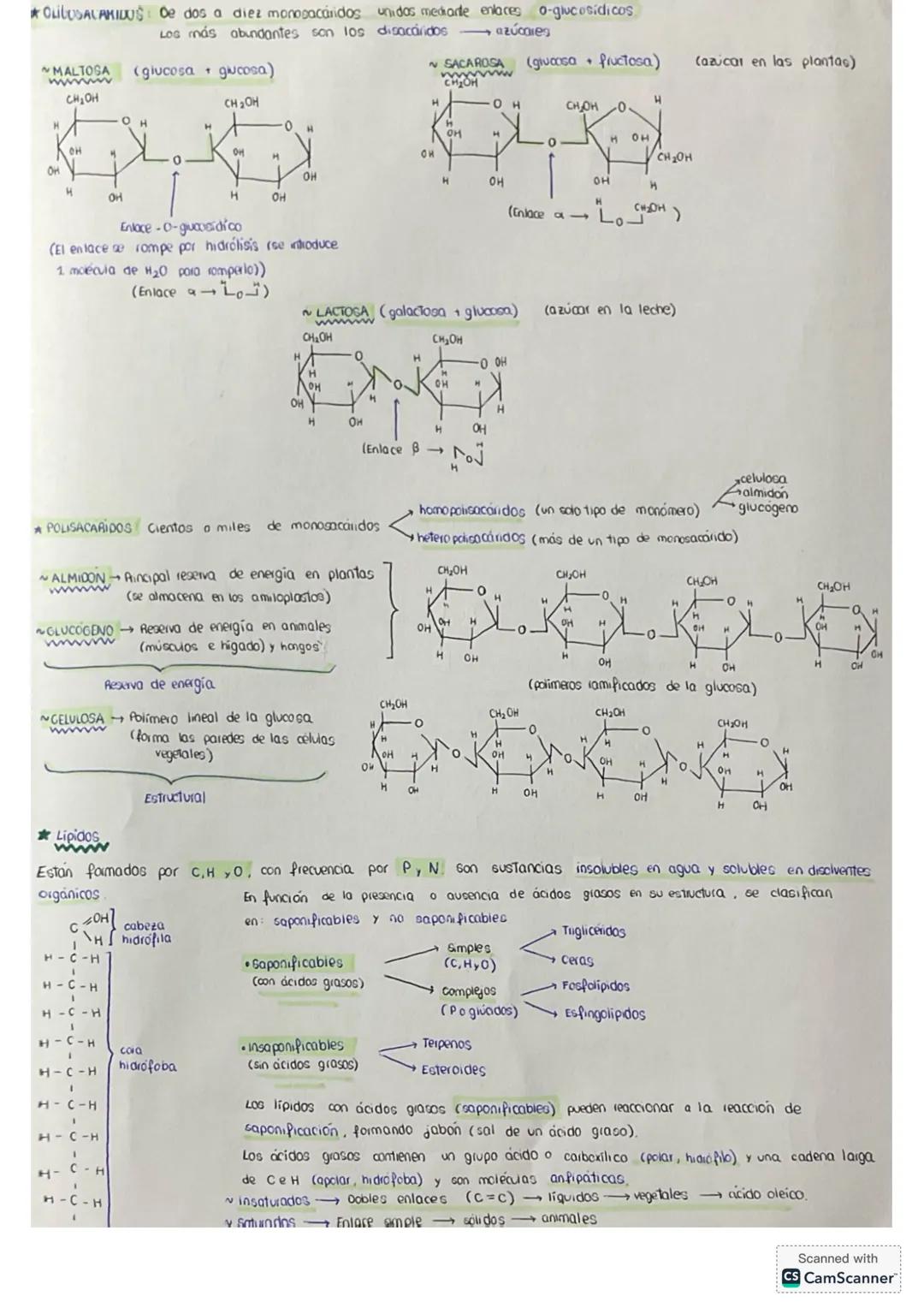 # tema 0: La unidad estructural
y funcional de la VIDA
1. Niveles de agonizo
* Geres vivos
* formadas por los mismos elementos (bi