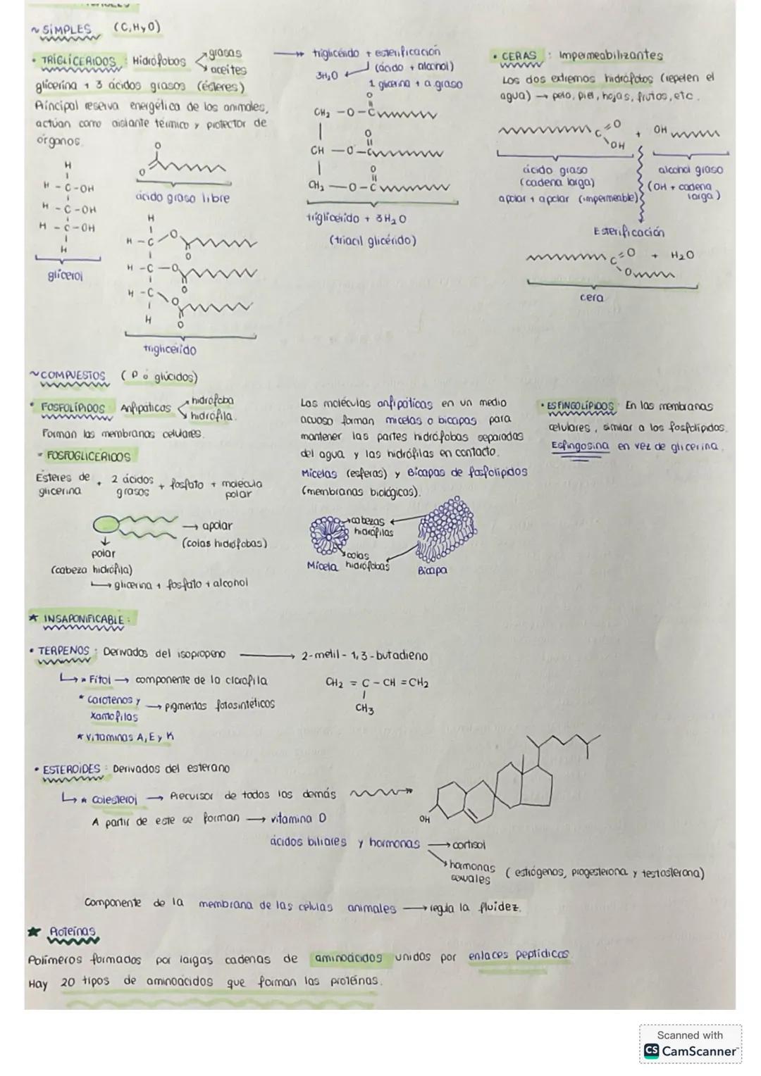 # tema 0: La unidad estructural
y funcional de la VIDA
1. Niveles de agonizo
* Geres vivos
* formadas por los mismos elementos (bi