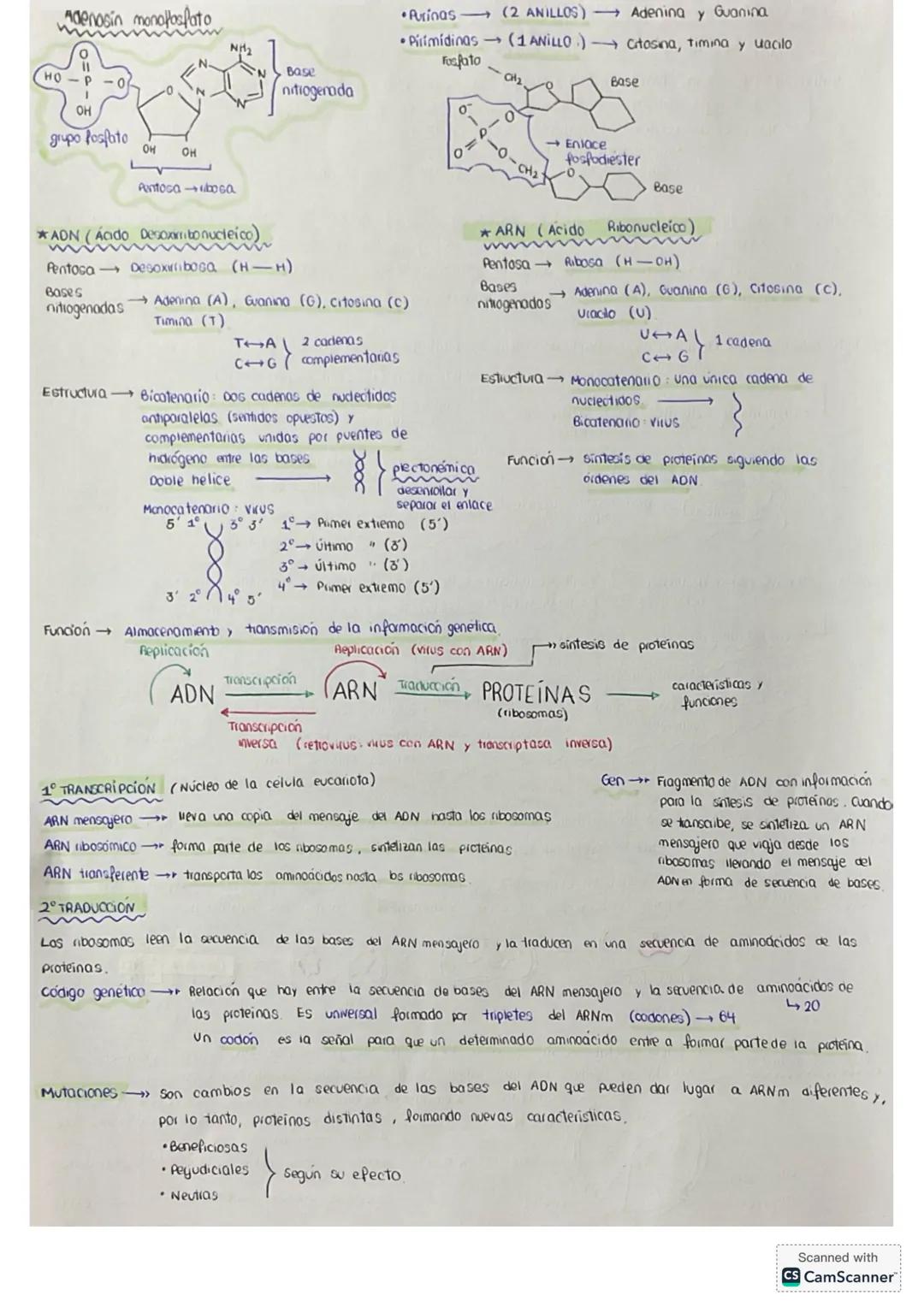 # tema 0: La unidad estructural
y funcional de la VIDA
1. Niveles de agonizo
* Geres vivos
* formadas por los mismos elementos (bi