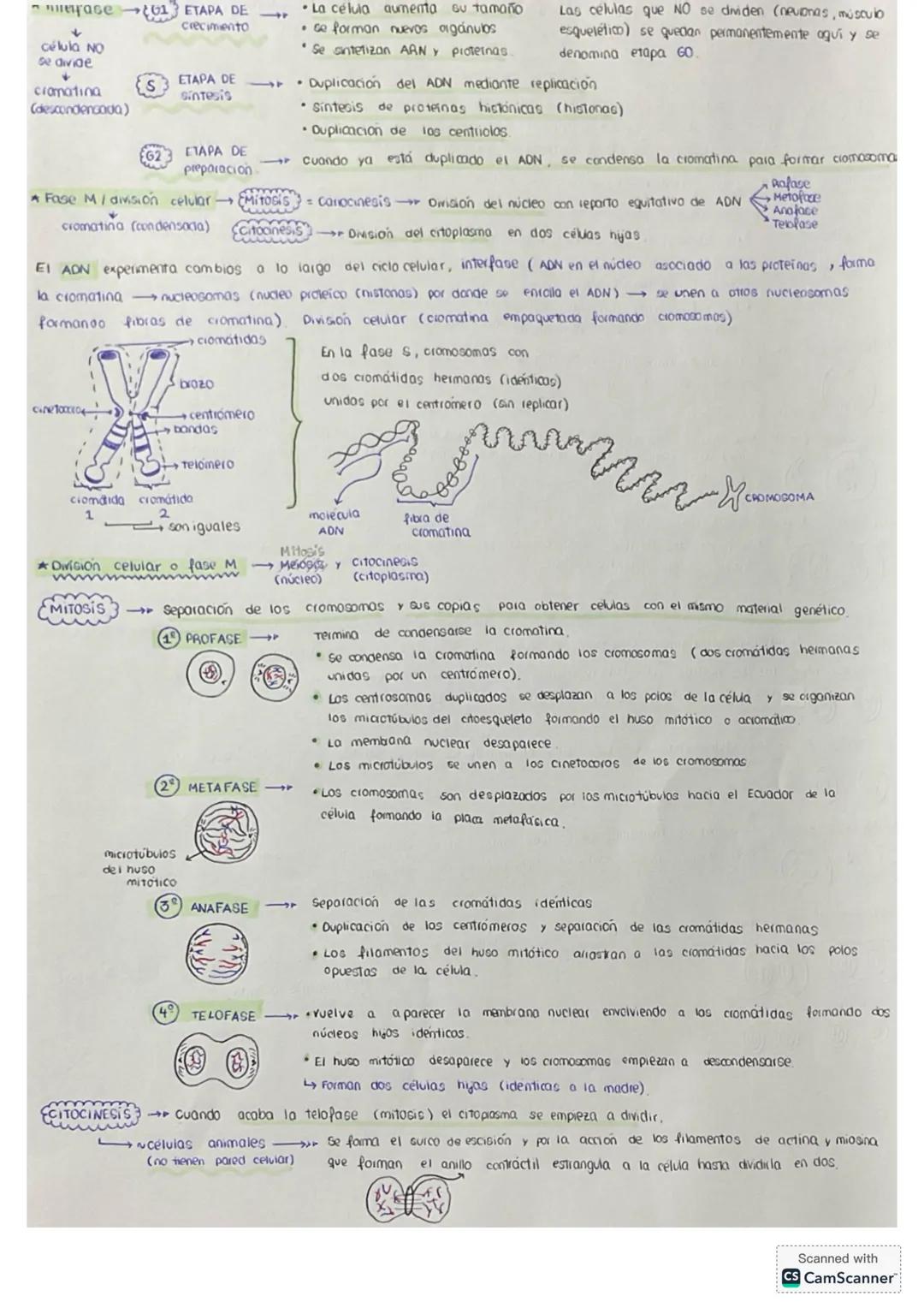 # tema 0: La unidad estructural
y funcional de la VIDA
1. Niveles de agonizo
* Geres vivos
* formadas por los mismos elementos (bi