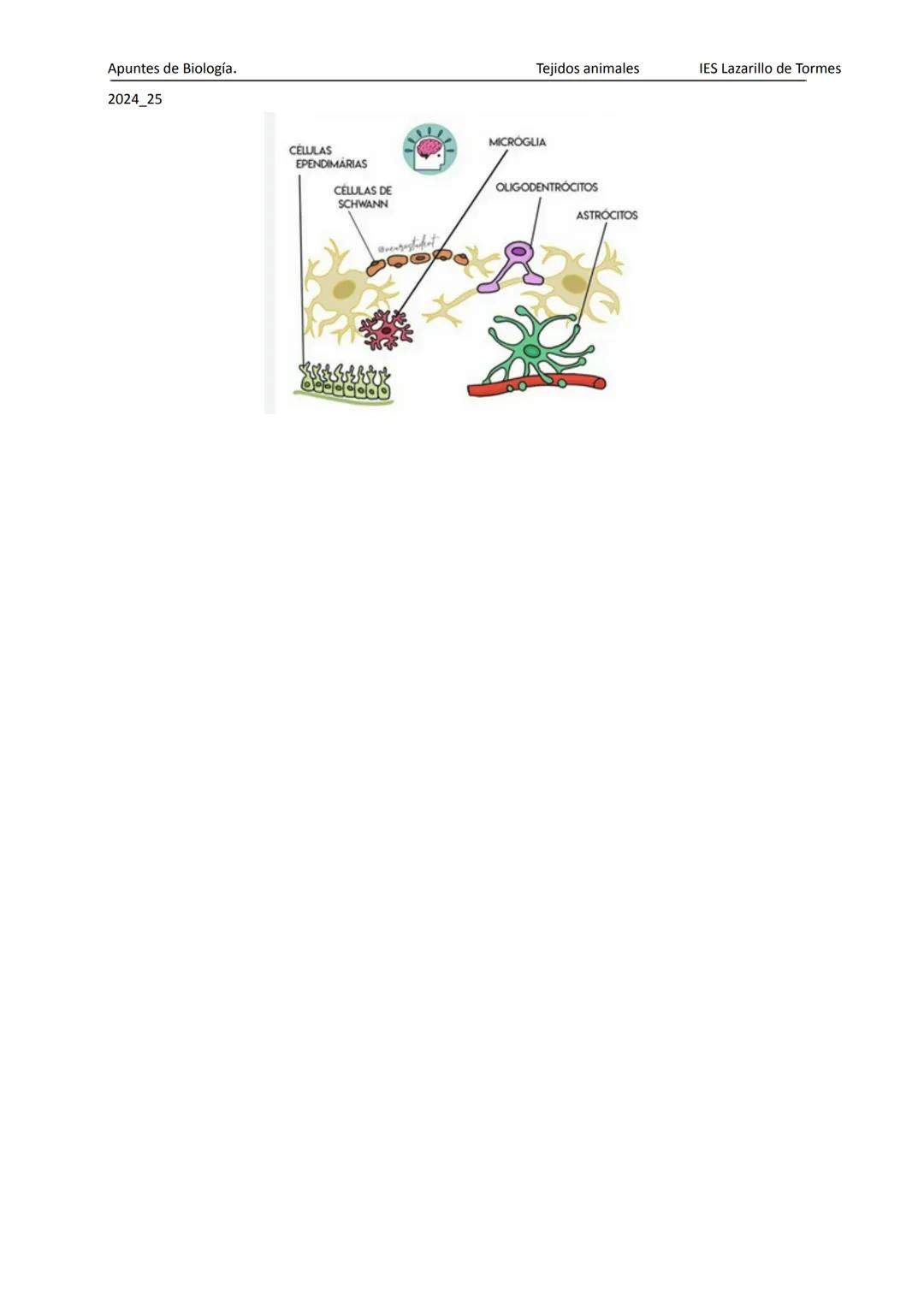 Apuntes de 1º Bachillerato Biología y Geología
2025_26
Tejidos animales
IES Lazarillo de Tormes
# TEMA 1: LOS TEJIDOS ANIMALES
1.Tipos de