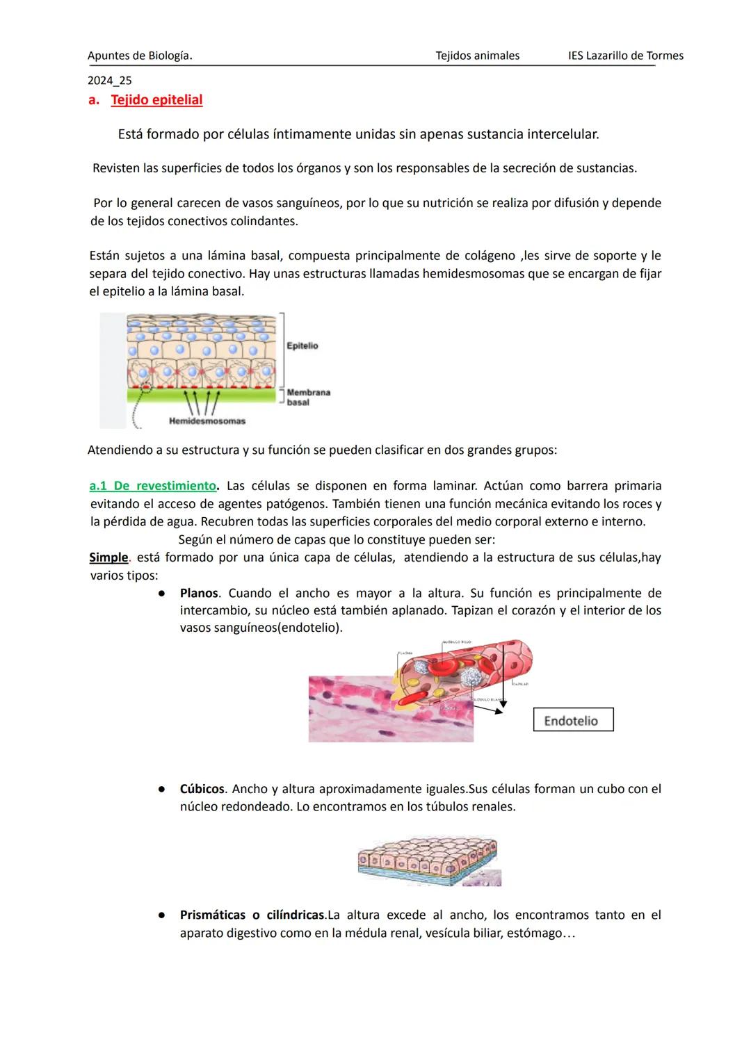 Apuntes de 1º Bachillerato Biología y Geología
2025_26
Tejidos animales
IES Lazarillo de Tormes
# TEMA 1: LOS TEJIDOS ANIMALES
1.Tipos de