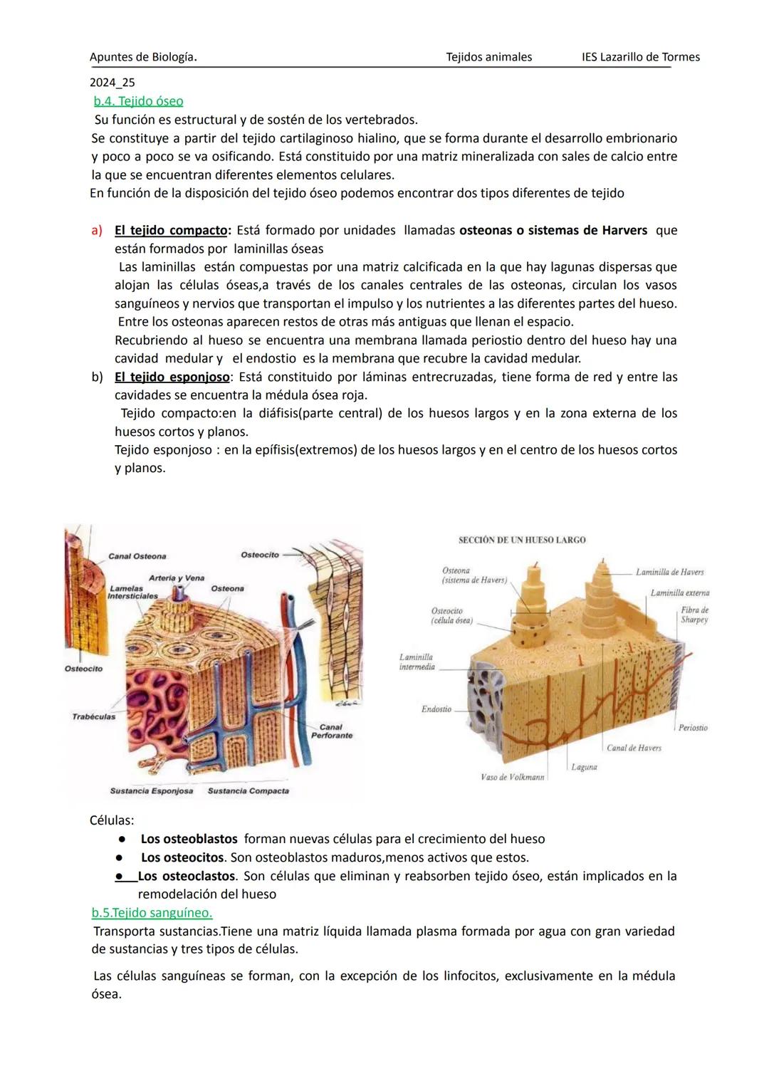 Apuntes de 1º Bachillerato Biología y Geología
2025_26
Tejidos animales
IES Lazarillo de Tormes
# TEMA 1: LOS TEJIDOS ANIMALES
1.Tipos de