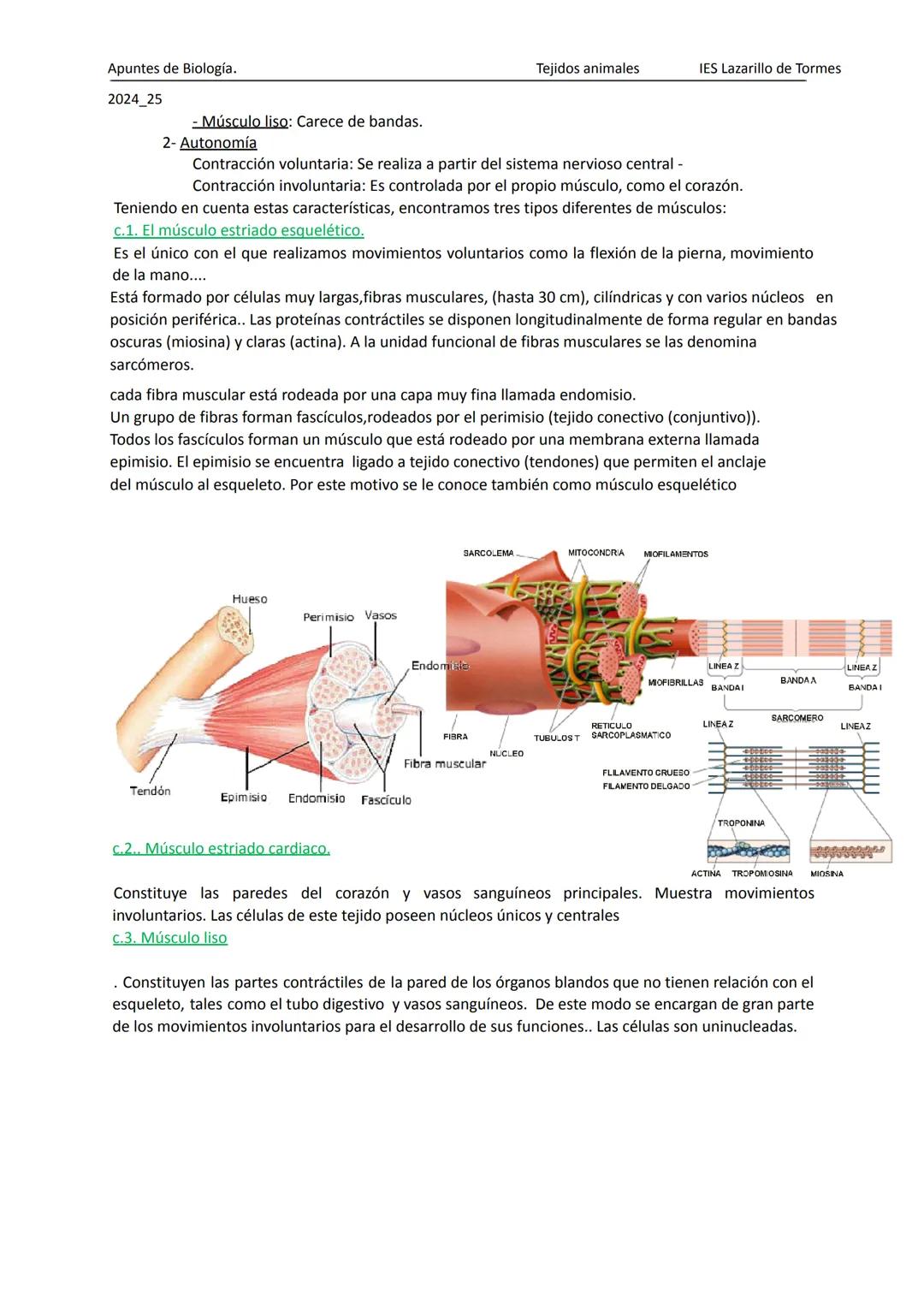 Apuntes de 1º Bachillerato Biología y Geología
2025_26
Tejidos animales
IES Lazarillo de Tormes
# TEMA 1: LOS TEJIDOS ANIMALES
1.Tipos de