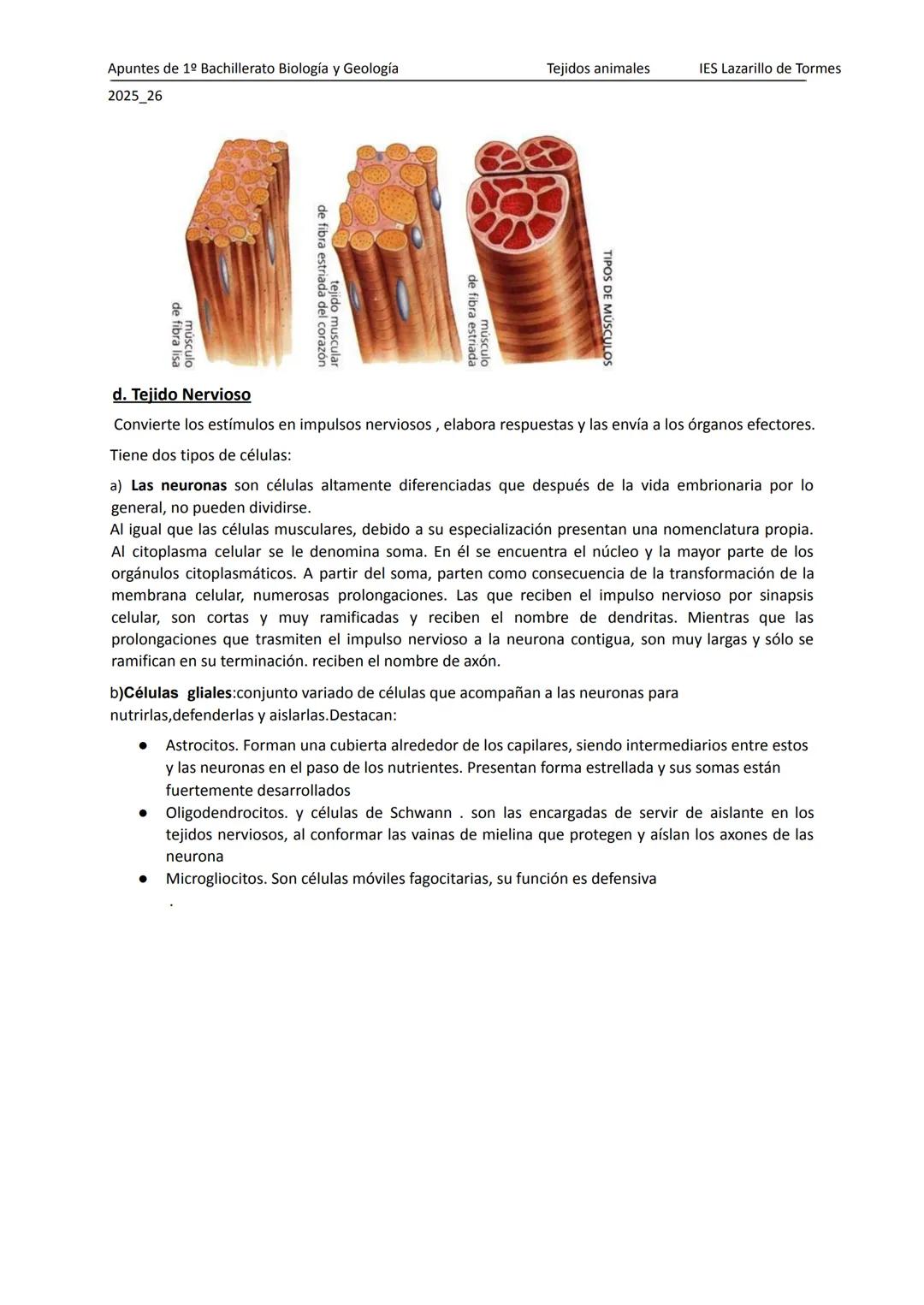 Apuntes de 1º Bachillerato Biología y Geología
2025_26
Tejidos animales
IES Lazarillo de Tormes
# TEMA 1: LOS TEJIDOS ANIMALES
1.Tipos de
