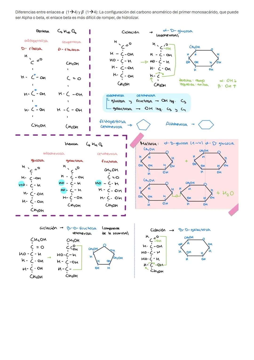 # BIOELEMENTOS O ELEMENTOS BIOGÉNICOS
Los bioelementos forman las biomoléculas (moléculas indispensables para la vida).
Bioelementos mayor