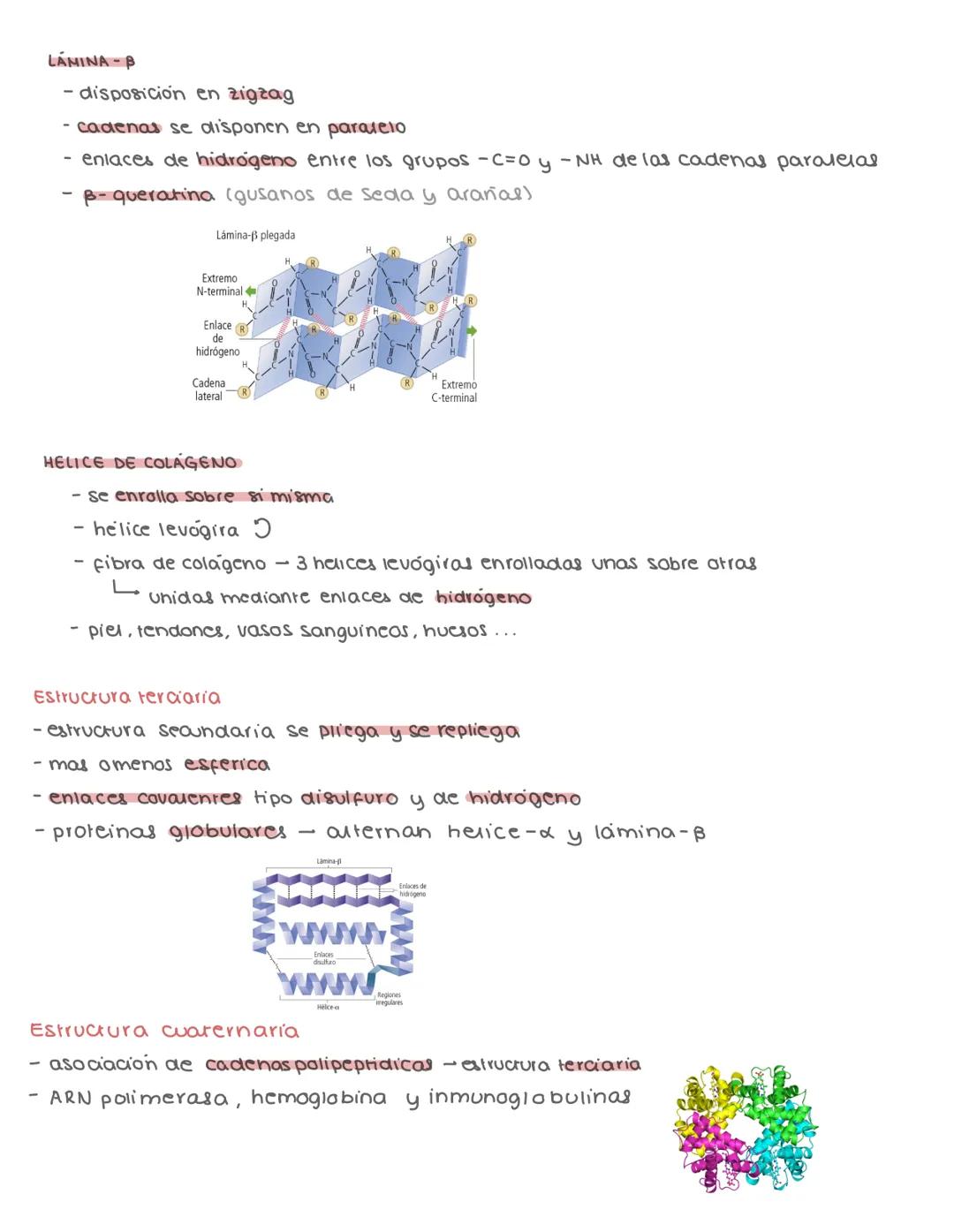 # PROTEINAS
CLASIFICACION
- biomoleculas orgánicas
- C,O,H,N (P, S, Fe, Cu)
- polimeros linealer no ramificados de aminoácidos
- se une