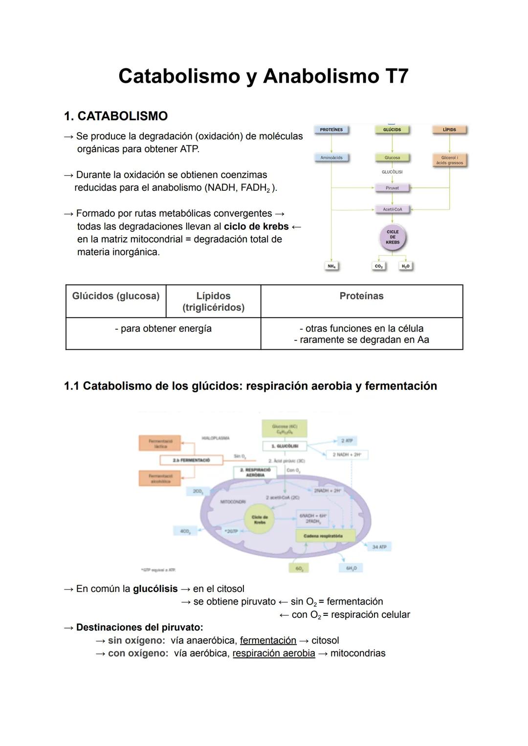 # Catabolismo y Anabolismo T7
1. CATABOLISMO
Se produce la degradación (oxidación) de moléculas
orgánicas para obtener ATP.
Durante la ox