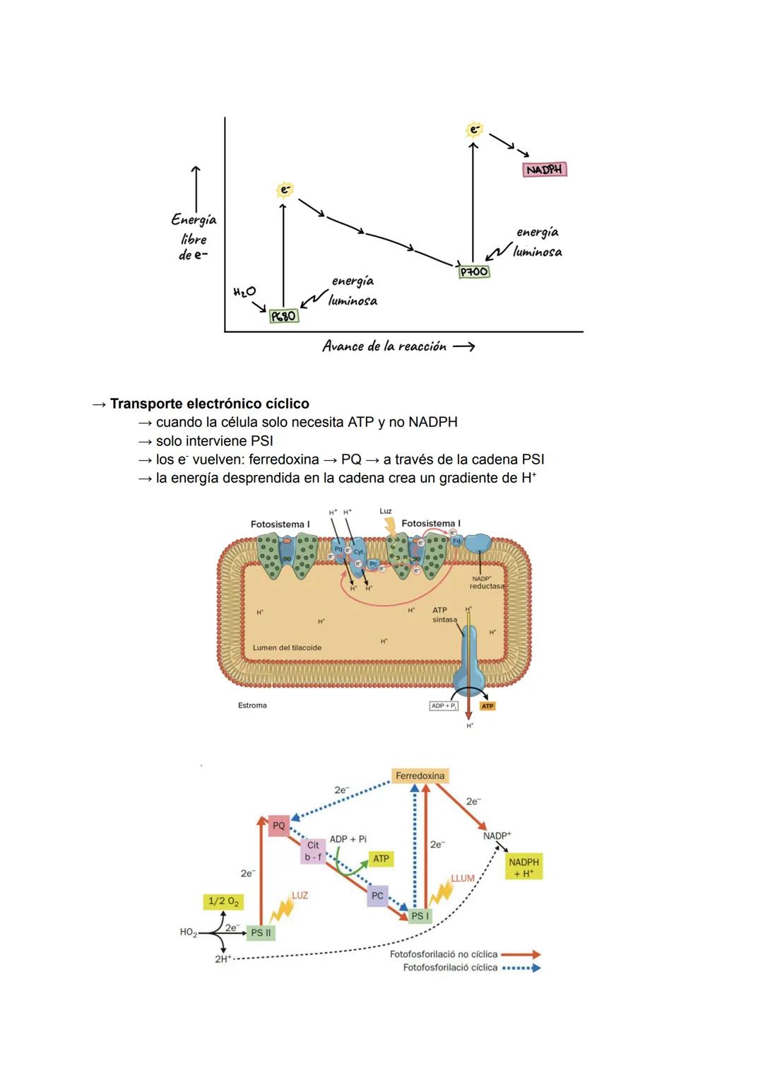 # Catabolismo y Anabolismo T7
1. CATABOLISMO
Se produce la degradación (oxidación) de moléculas
orgánicas para obtener ATP.
Durante la ox
