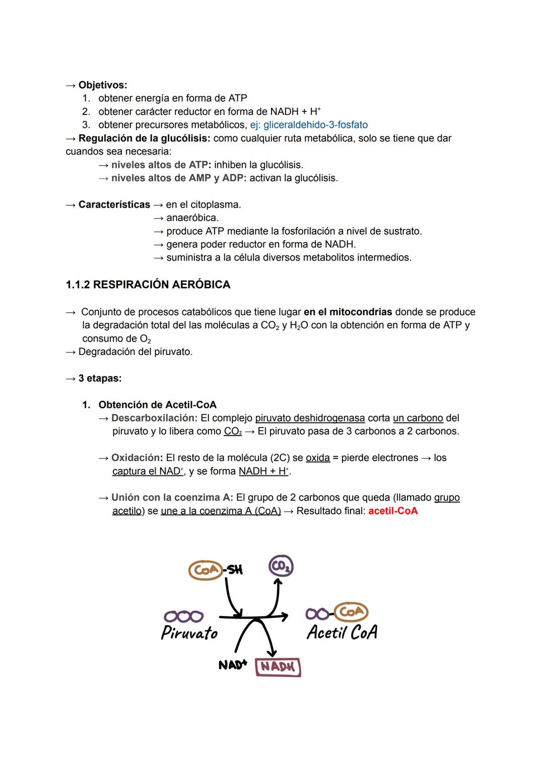 # Catabolismo y Anabolismo T7
1. CATABOLISMO
Se produce la degradación (oxidación) de moléculas
orgánicas para obtener ATP.
Durante la ox