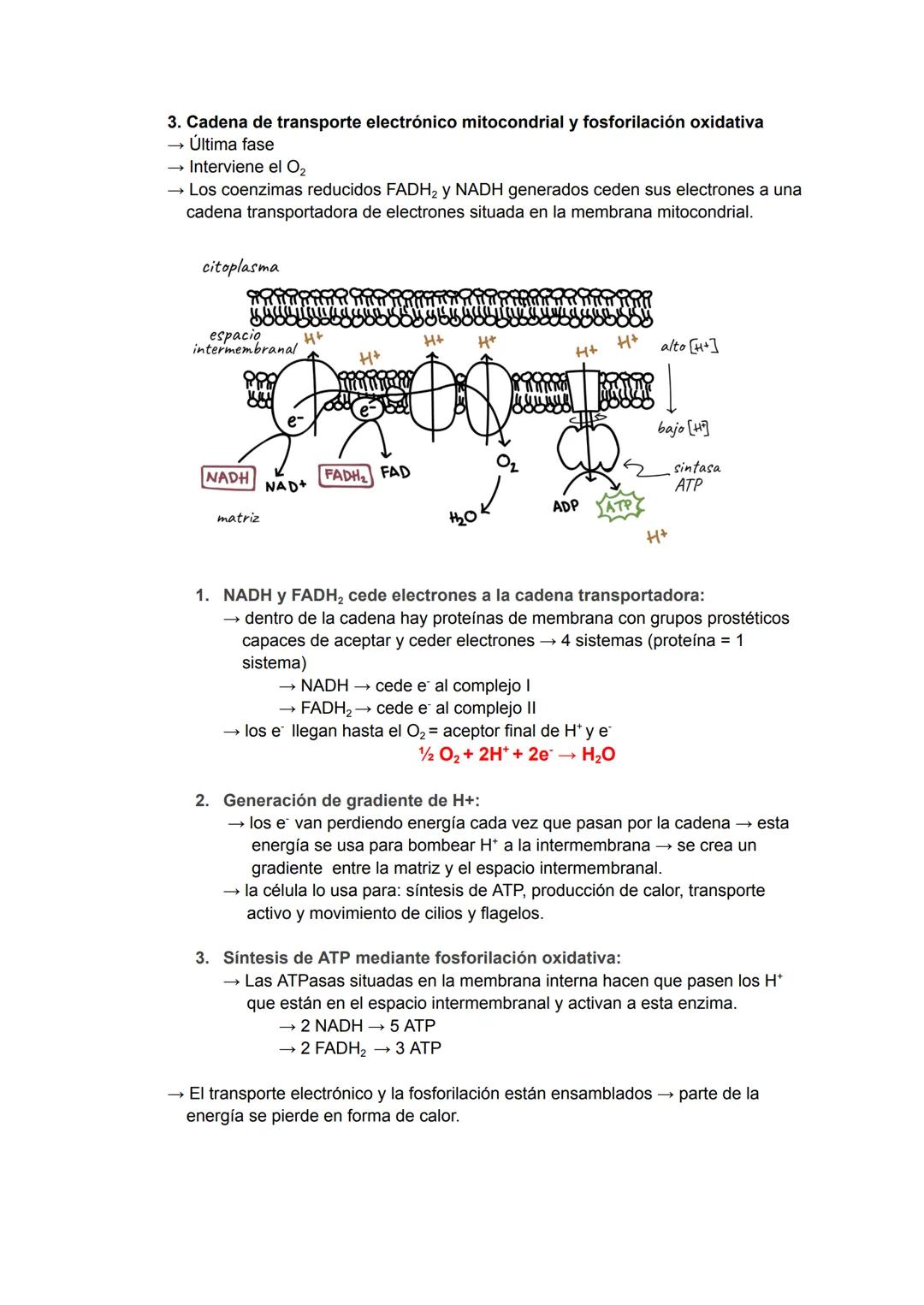 # Catabolismo y Anabolismo T7
1. CATABOLISMO
Se produce la degradación (oxidación) de moléculas
orgánicas para obtener ATP.
Durante la ox