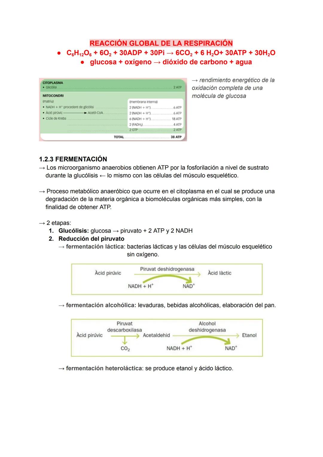 # Catabolismo y Anabolismo T7
1. CATABOLISMO
Se produce la degradación (oxidación) de moléculas
orgánicas para obtener ATP.
Durante la ox