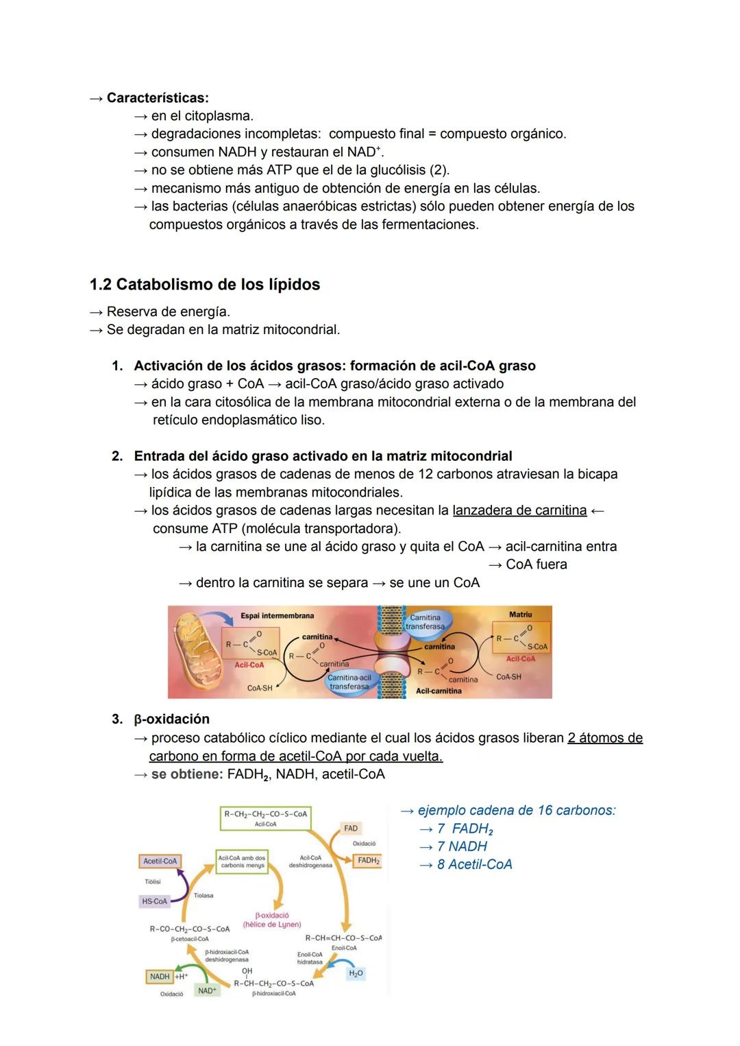 # Catabolismo y Anabolismo T7
1. CATABOLISMO
Se produce la degradación (oxidación) de moléculas
orgánicas para obtener ATP.
Durante la ox
