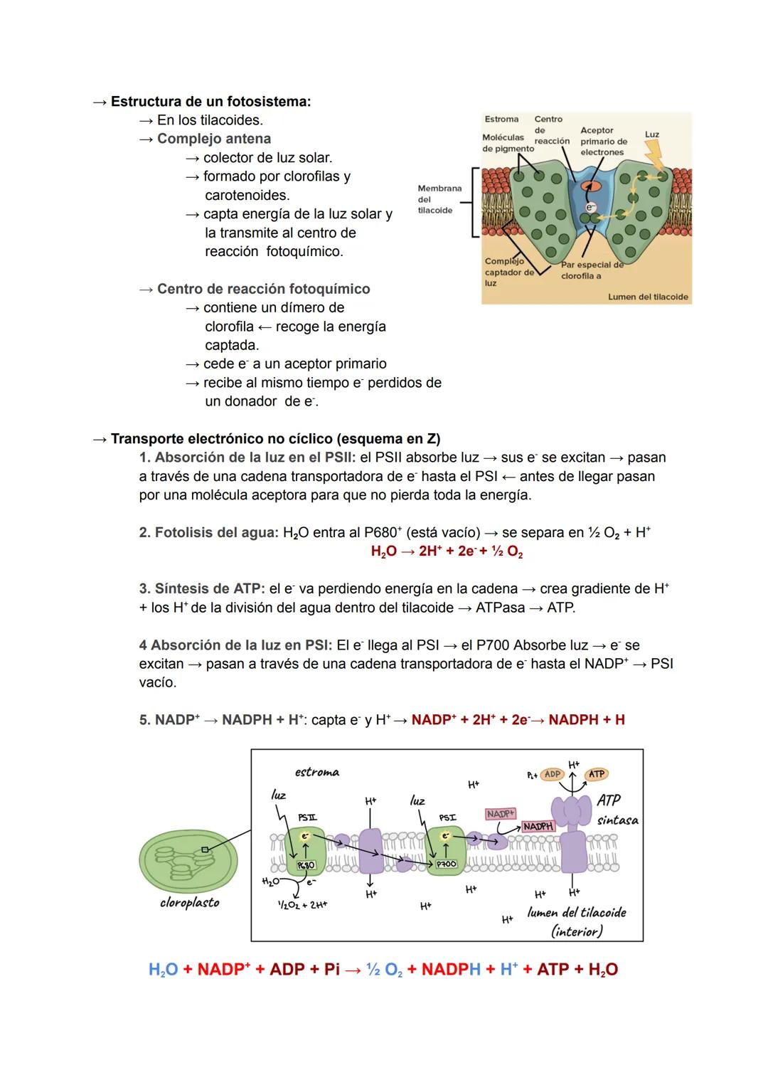# Catabolismo y Anabolismo T7
1. CATABOLISMO
Se produce la degradación (oxidación) de moléculas
orgánicas para obtener ATP.
Durante la ox