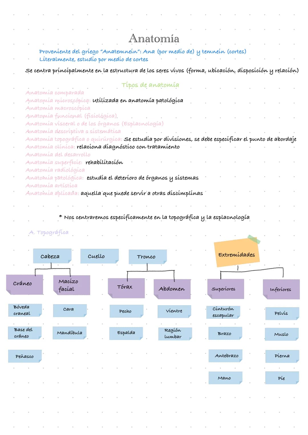 # Anatomía
Proveniente del griego "Anatemnein": Ana (por medio de) y temnein (cortes)
Literalmente, estudio por medio de cortes
Se centra p