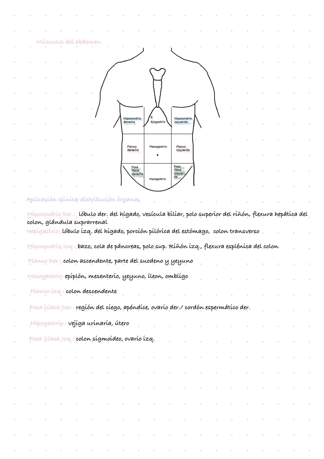 # Anatomía
Proveniente del griego "Anatemnein": Ana (por medio de) y temnein (cortes)
Literalmente, estudio por medio de cortes
Se centra p