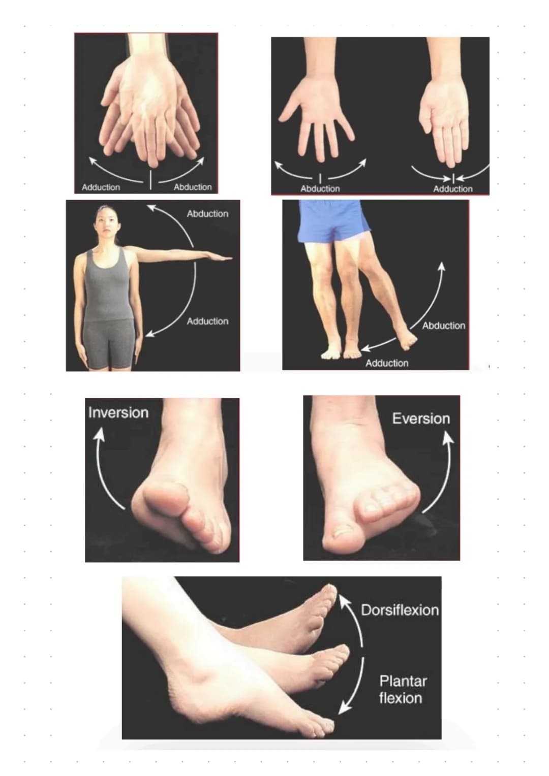# Anatomía
Proveniente del griego "Anatemnein": Ana (por medio de) y temnein (cortes)
Literalmente, estudio por medio de cortes
Se centra p