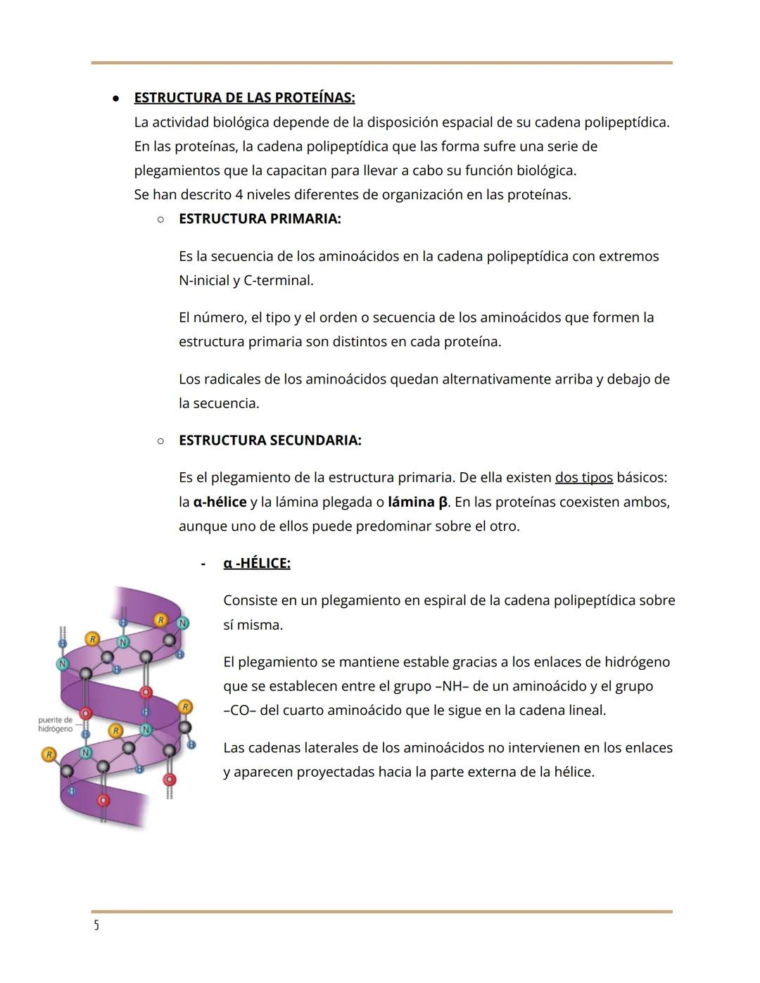 7. PROTEÍNAS
Grupo de moléculas orgánicas más abundantes en los seres vivos. Su importancia radica
en dos características muy importantes: