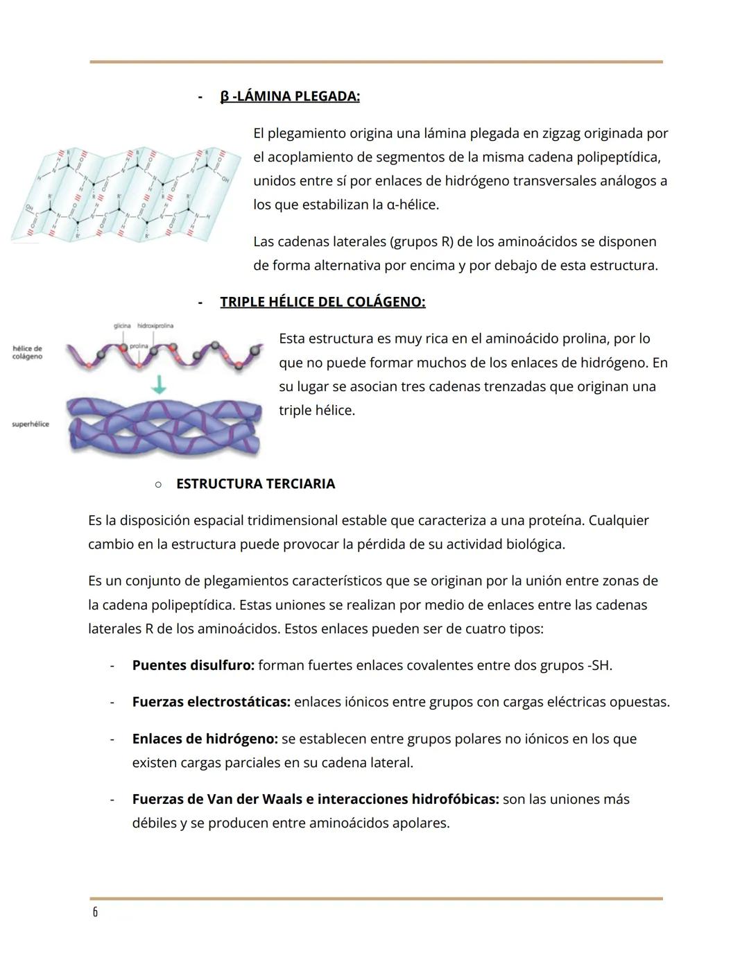 7. PROTEÍNAS
Grupo de moléculas orgánicas más abundantes en los seres vivos. Su importancia radica
en dos características muy importantes: