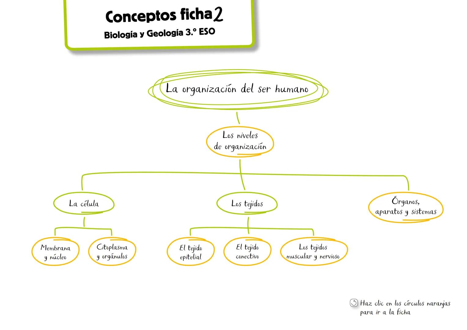 Conceptos ficha 2
Biología y Geología 3.º ESO
La organización del ser humano
Los niveles
de organización
Los tejidos
La célula
Membran
