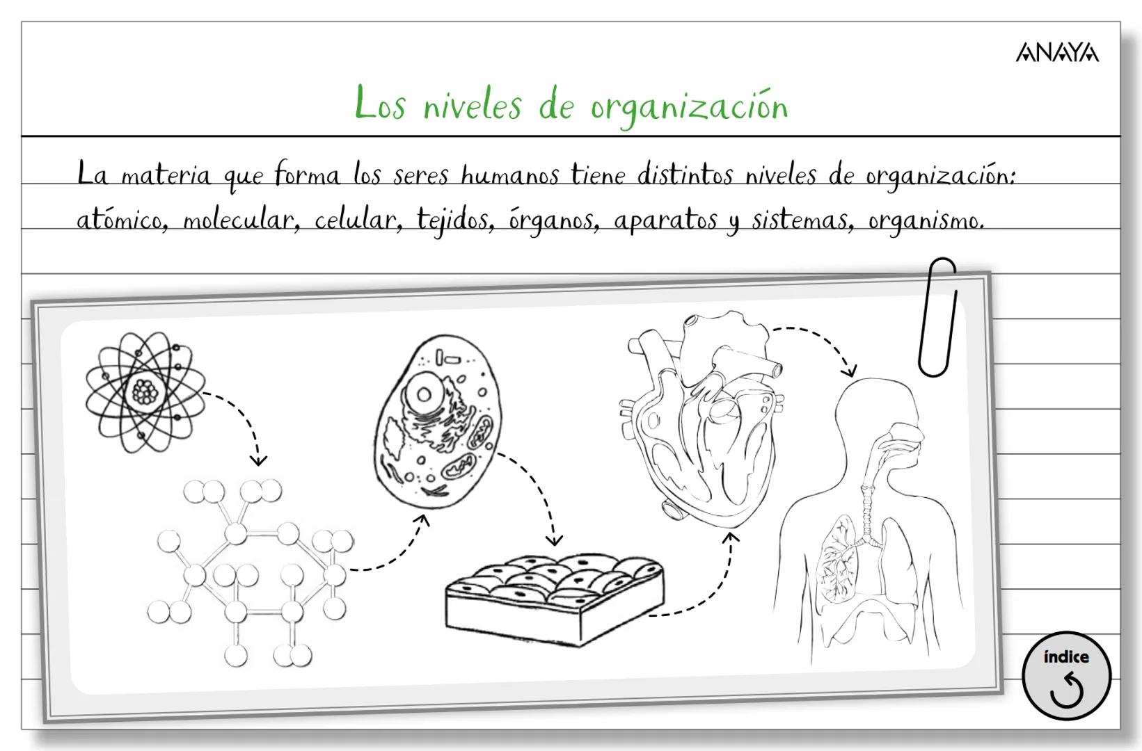 Conceptos ficha 2
Biología y Geología 3.º ESO
La organización del ser humano
Los niveles
de organización
Los tejidos
La célula
Membran