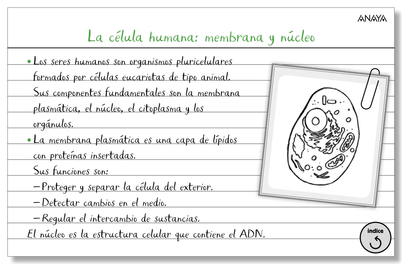 Conceptos ficha 2
Biología y Geología 3.º ESO
La organización del ser humano
Los niveles
de organización
Los tejidos
La célula
Membran