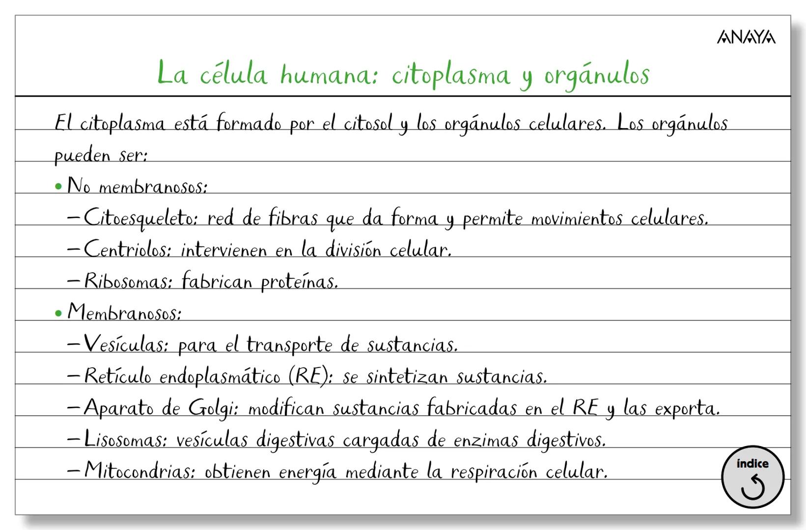 Conceptos ficha 2
Biología y Geología 3.º ESO
La organización del ser humano
Los niveles
de organización
Los tejidos
La célula
Membran