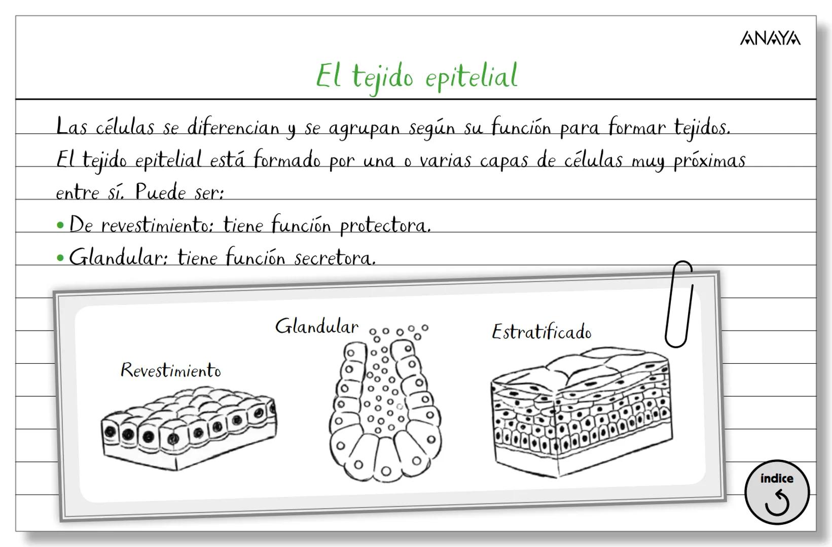 Conceptos ficha 2
Biología y Geología 3.º ESO
La organización del ser humano
Los niveles
de organización
Los tejidos
La célula
Membran