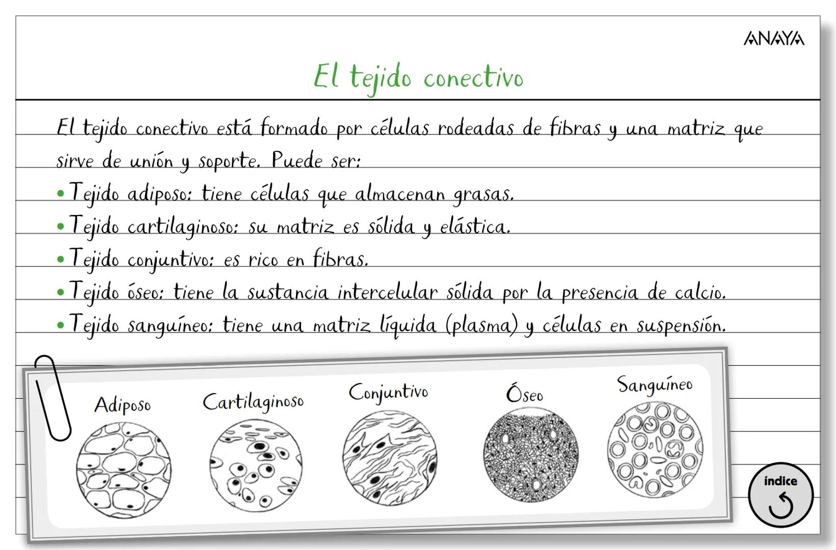 Conceptos ficha 2
Biología y Geología 3.º ESO
La organización del ser humano
Los niveles
de organización
Los tejidos
La célula
Membran