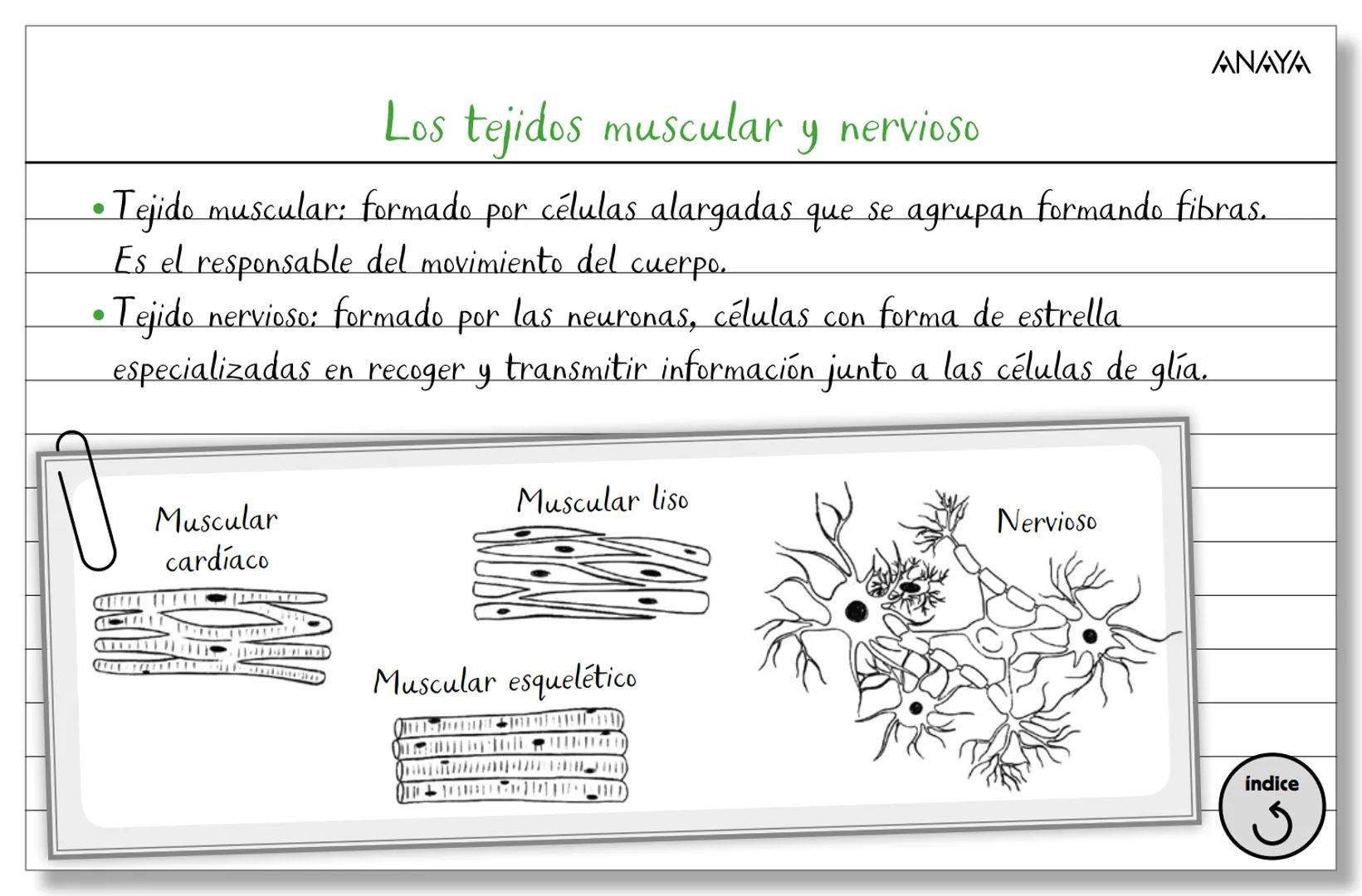 Conceptos ficha 2
Biología y Geología 3.º ESO
La organización del ser humano
Los niveles
de organización
Los tejidos
La célula
Membran