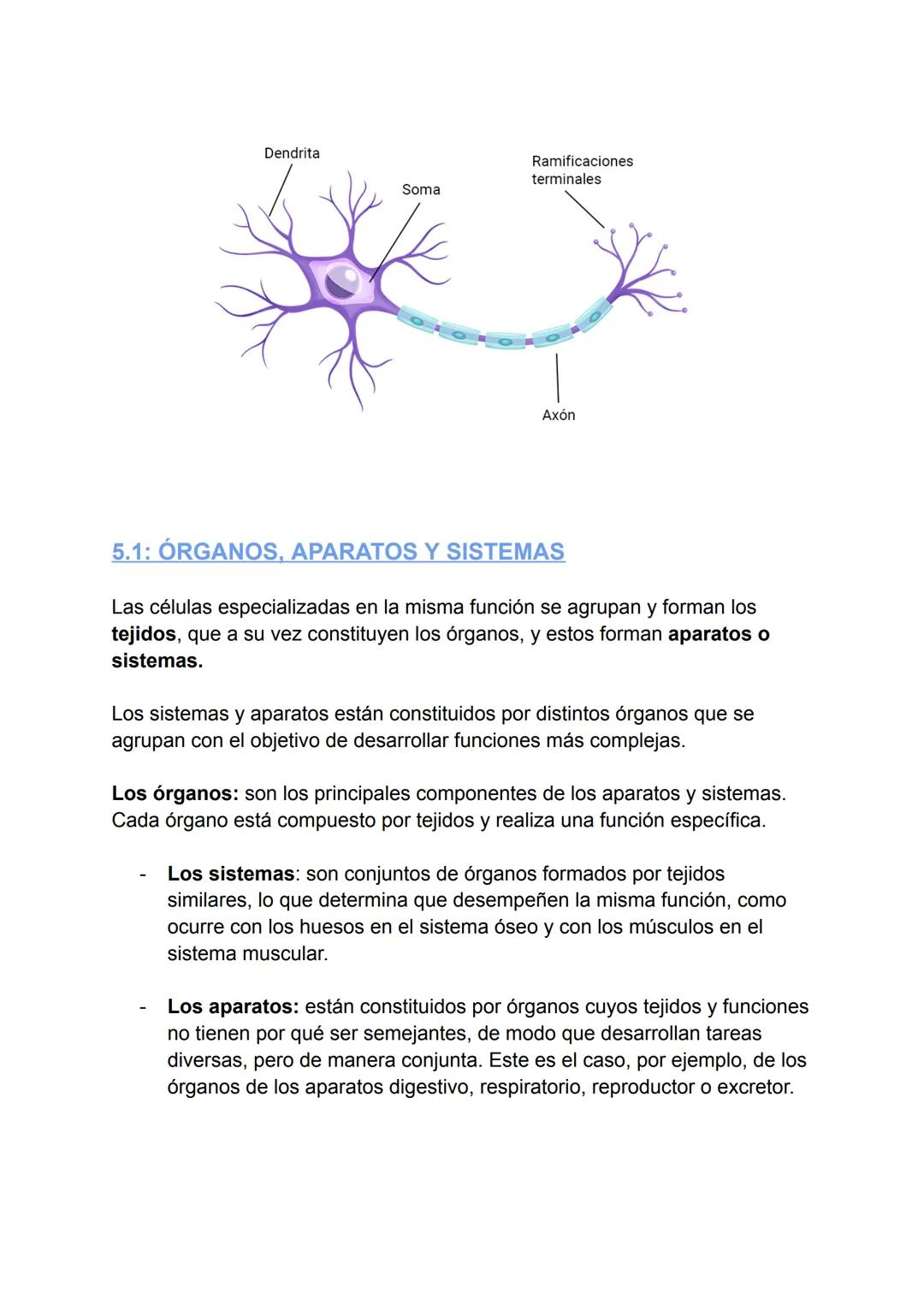 # T.1: LA ORGANIZACIÓN
DEL CUERPO HUMANO
## 2.1: LOS NIVELES DE ORGANIZACIÓN DEL CUERPO HUMANO
El cuerpo humano está compuesto por diverso