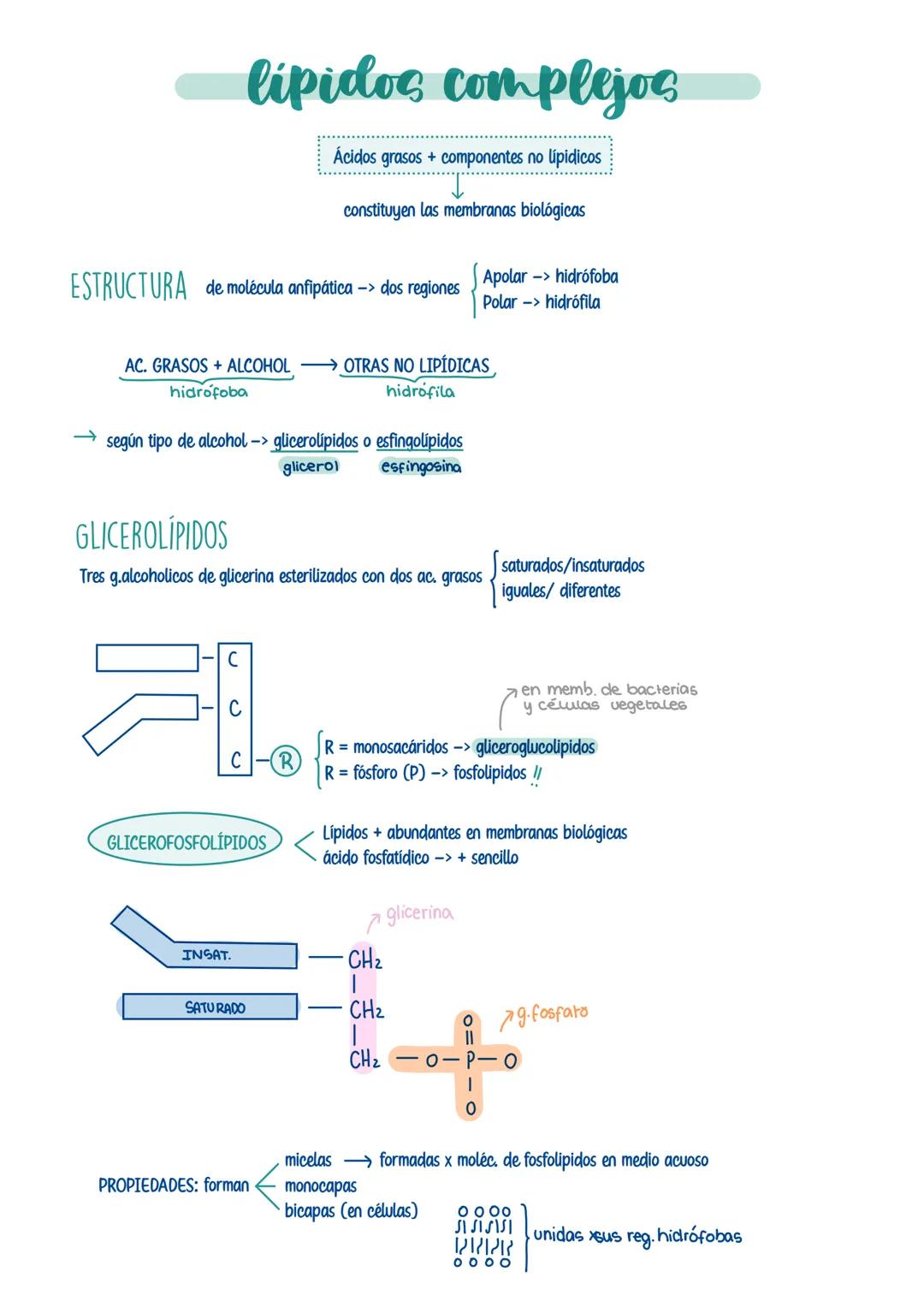 # LÍPIDOS
Formados x cadenas de C. Hy O -> a veces x P. Sy N
Grupo heterogeneo -> variedad de estructuras y funciones
PROPIEDADES:
Insolu
