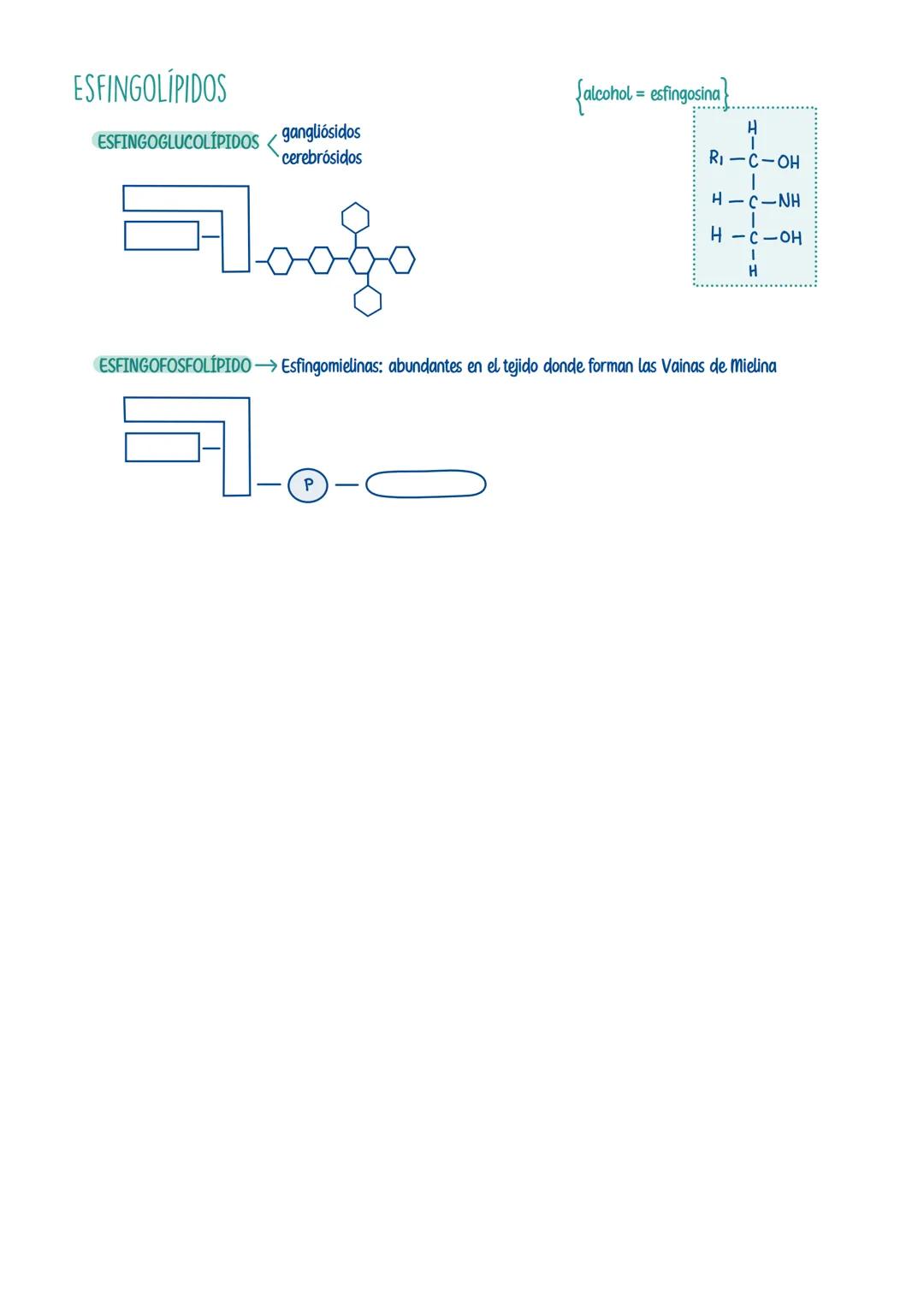 # LÍPIDOS
Formados x cadenas de C. Hy O -> a veces x P. Sy N
Grupo heterogeneo -> variedad de estructuras y funciones
PROPIEDADES:
Insolu