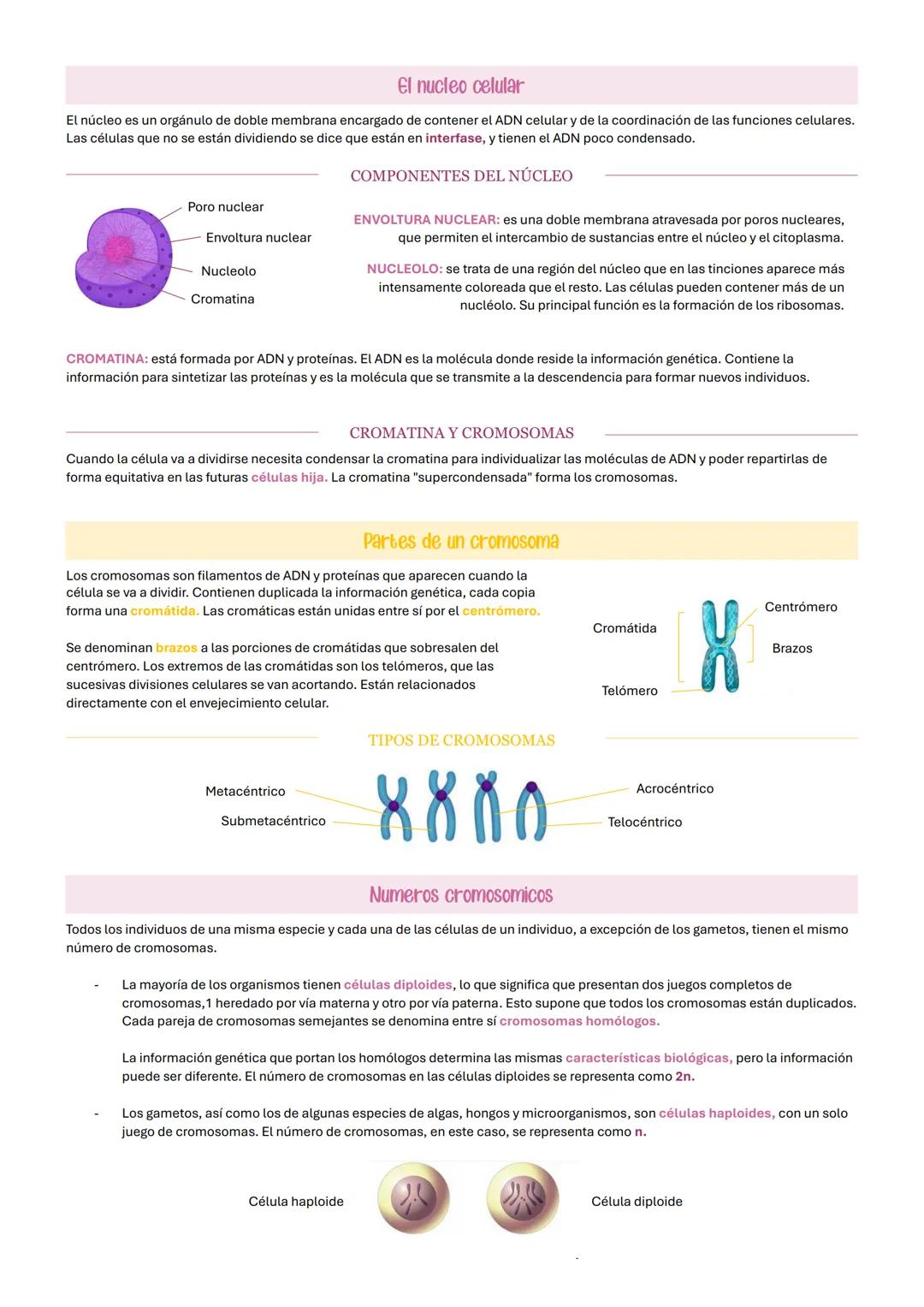 # El nucleo celular
El núcleo es un orgánulo de doble membrana encargado de contener el ADN celular y de la coordinación de las funciones c