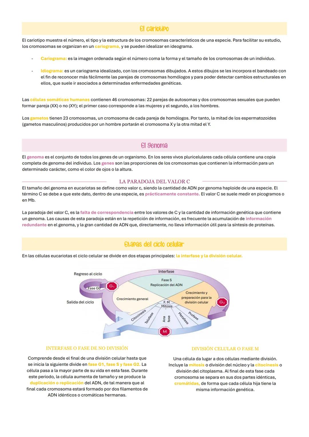 # El nucleo celular
El núcleo es un orgánulo de doble membrana encargado de contener el ADN celular y de la coordinación de las funciones c