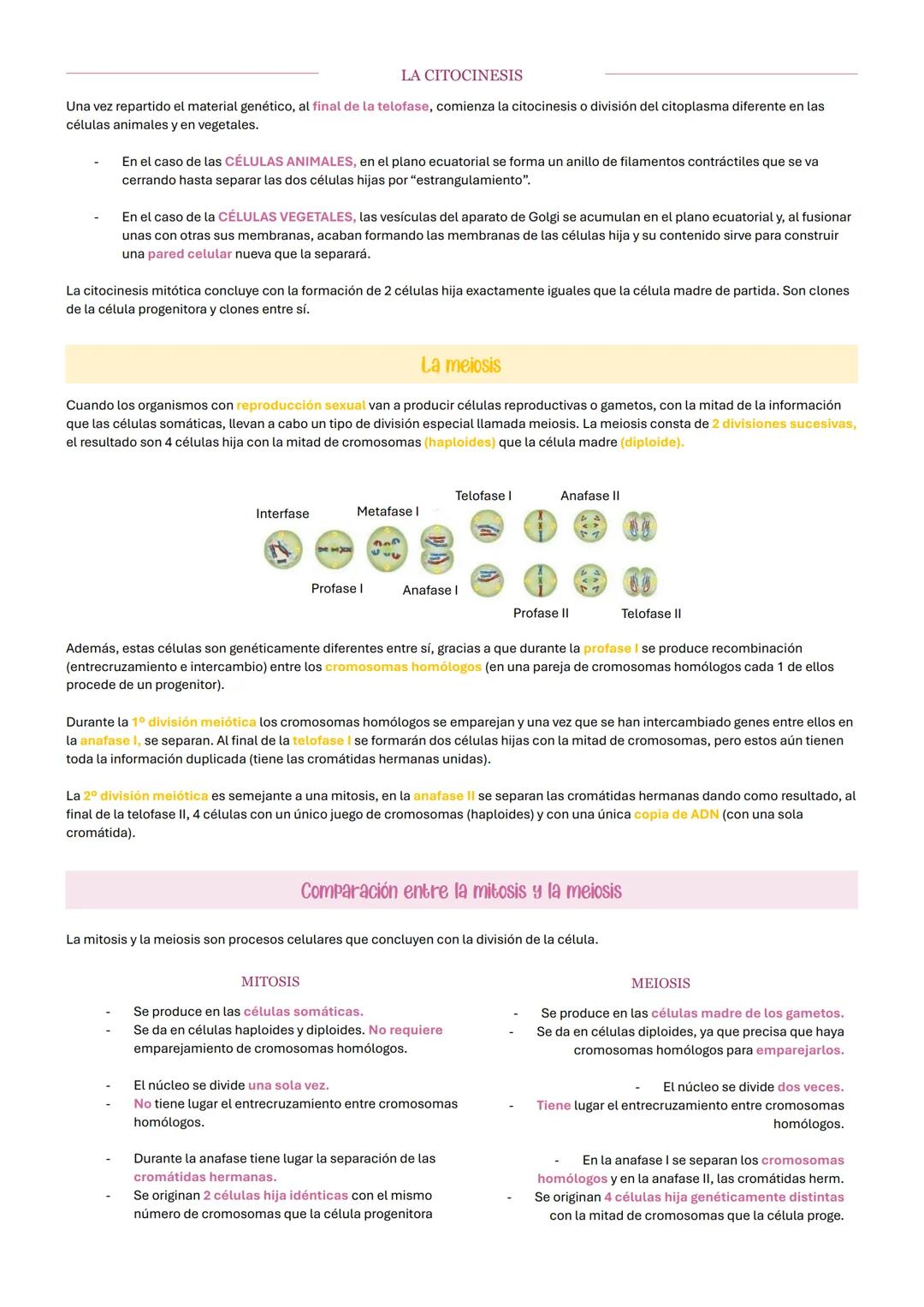 # El nucleo celular
El núcleo es un orgánulo de doble membrana encargado de contener el ADN celular y de la coordinación de las funciones c