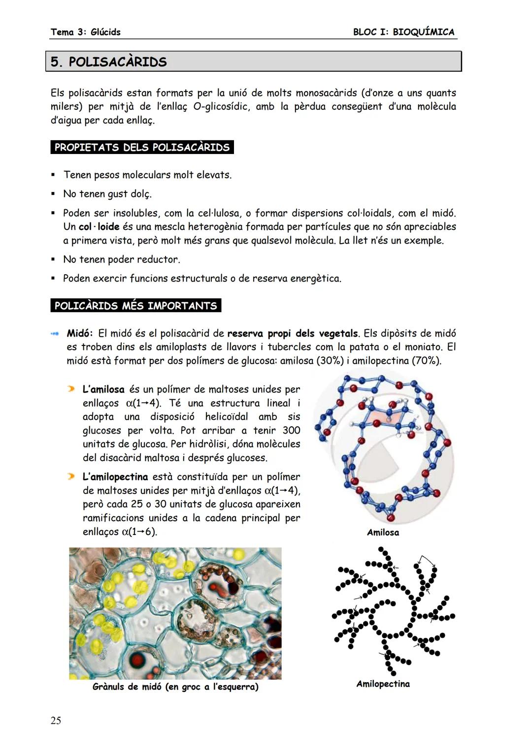 Tema 3: Glúcids
BLOC I: BIOQUÍMICA
# 3. MONOSACARIDS
Els monosacàrids són glúcids senzills constituïts per una sola cadena de carbonis (de