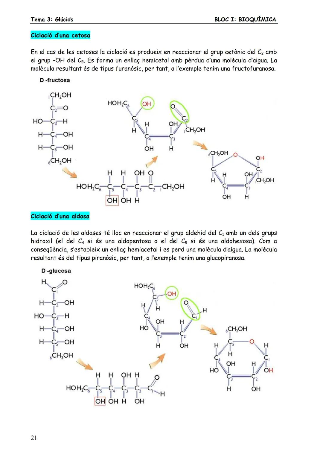 Tema 3: Glúcids
BLOC I: BIOQUÍMICA
# 3. MONOSACARIDS
Els monosacàrids són glúcids senzills constituïts per una sola cadena de carbonis (de