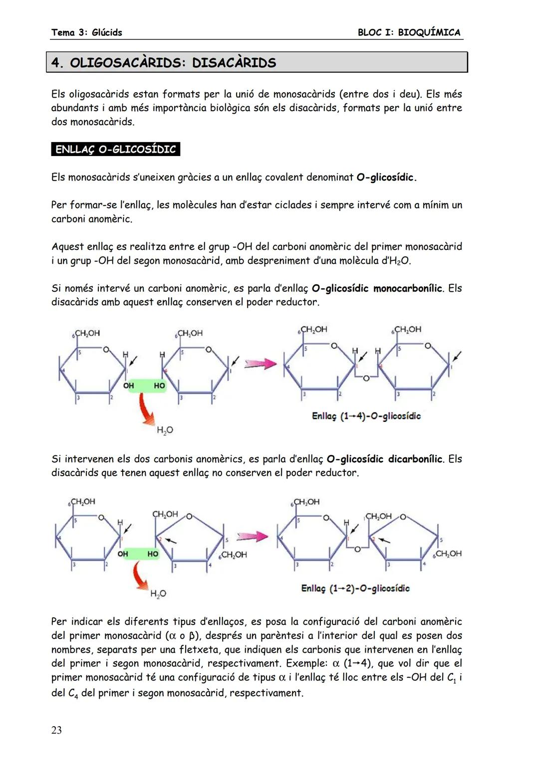 Tema 3: Glúcids
BLOC I: BIOQUÍMICA
# 3. MONOSACARIDS
Els monosacàrids són glúcids senzills constituïts per una sola cadena de carbonis (de