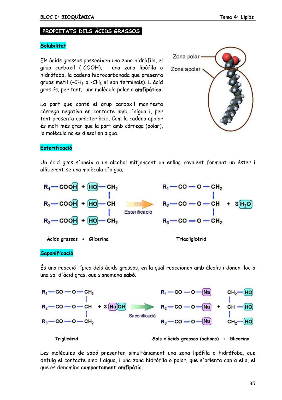 BLOC I: BIOQUÍMICA
Tema 4: Lípids
LÍPIDS
1. CONCEPTE DE LÍPID
Els lípids són biomolècules orgàniques formades bàsicament per carboni, hid